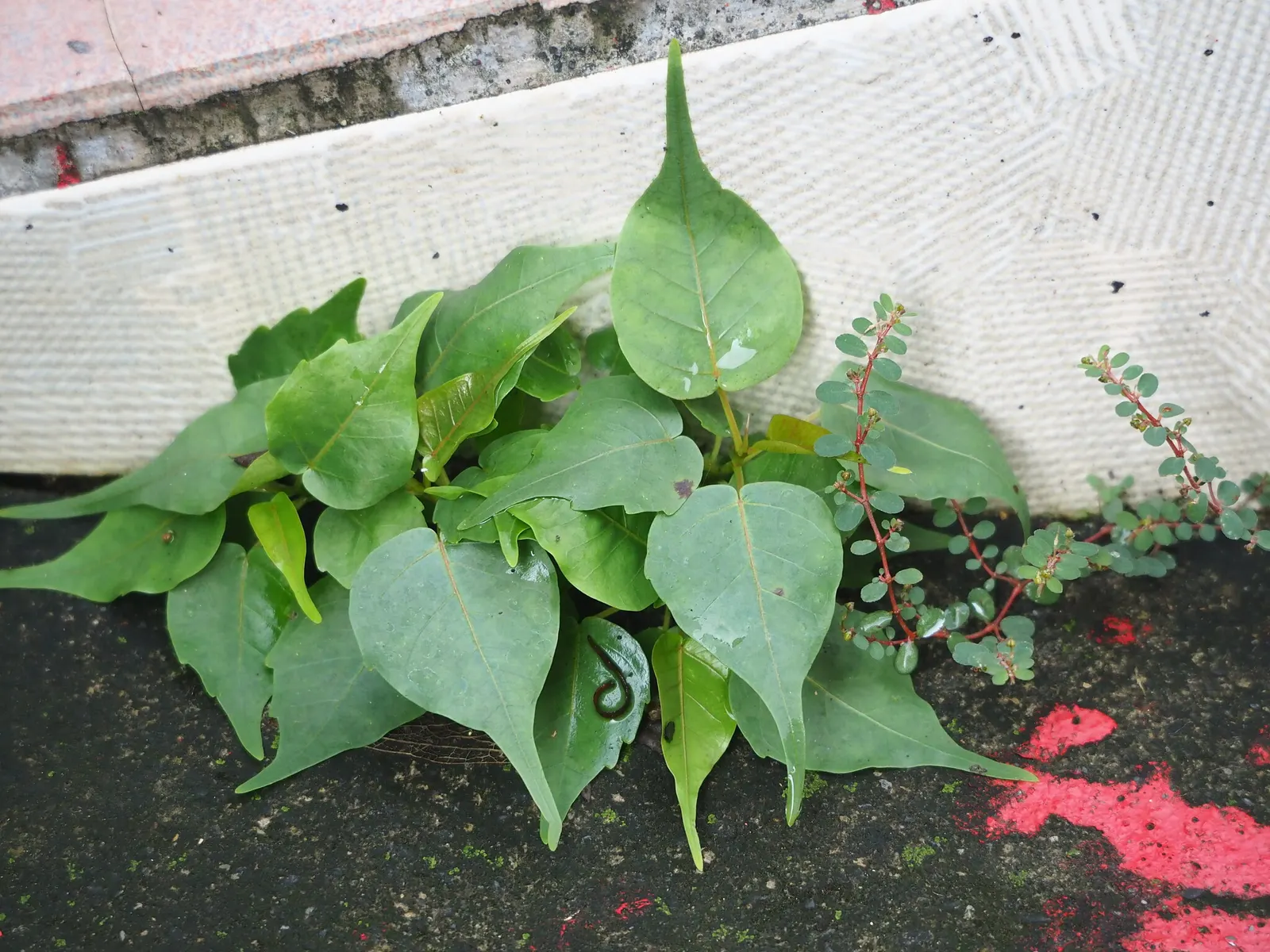 Bodhi Tree (Ficus Religiosa) — It requires well-draining soil and benefits from regular watering during dry periods