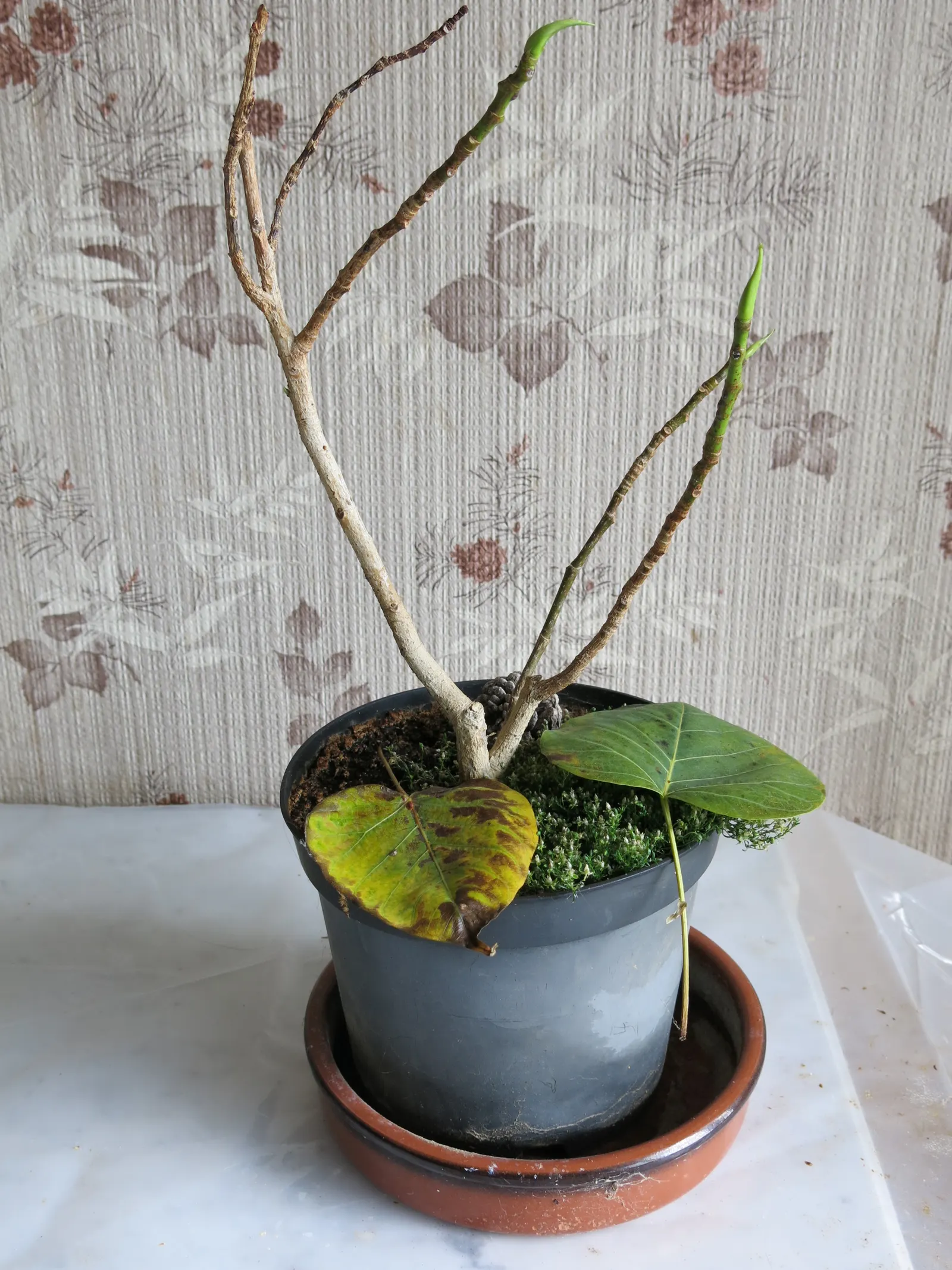 Bodhi Tree (Ficus Religiosa) — which feature an extended drip tip and are typically 4 to 6 inches long; is a revered and hardy deciduous species reaching up to