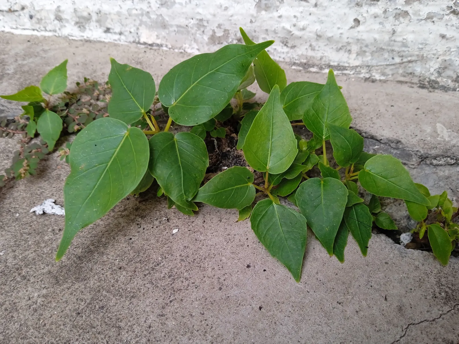 Bodhi Tree (Ficus Religiosa) — tree for full or half; but established trees demonstrate moderate drought tolerance, image 88