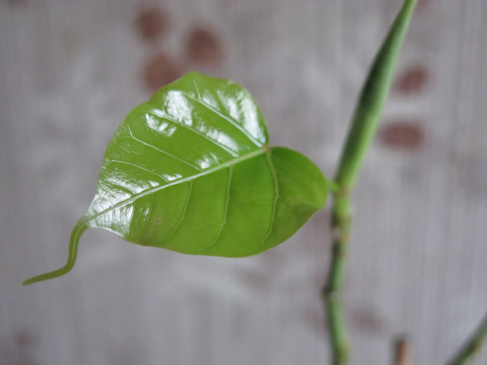 Bodhi Tree (Ficus Religiosa) — which feature an extended drip tip and are typically 4 to 6 inches long; is a revered and hardy deciduous species, image 98