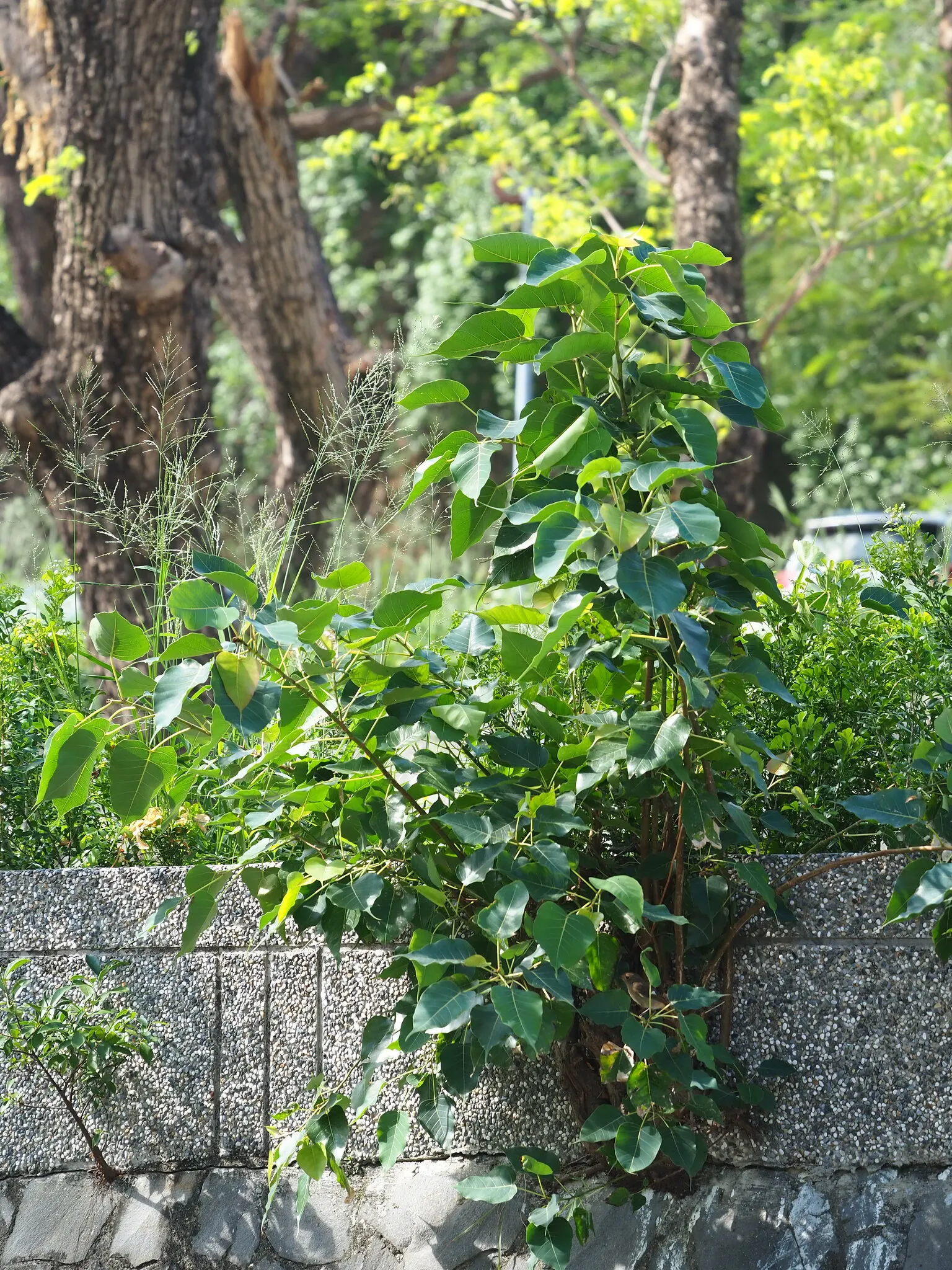 Bodhi Tree (Ficus Religiosa) — ensure ample space for its wide-reaching roots and expansive canopy; ranging from 50 to 100 feet in height with a canopy spread