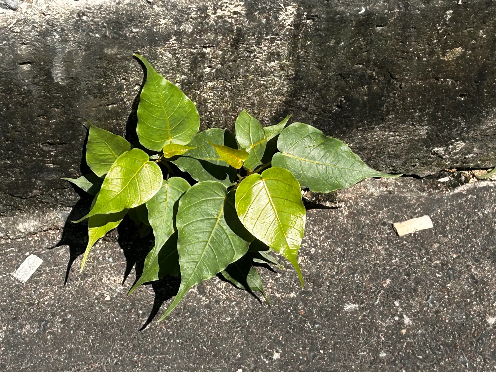 Bodhi Tree (Ficus Religiosa) — It requires well-draining soil and benefits from regular watering during dry periods; shaded area, image 84