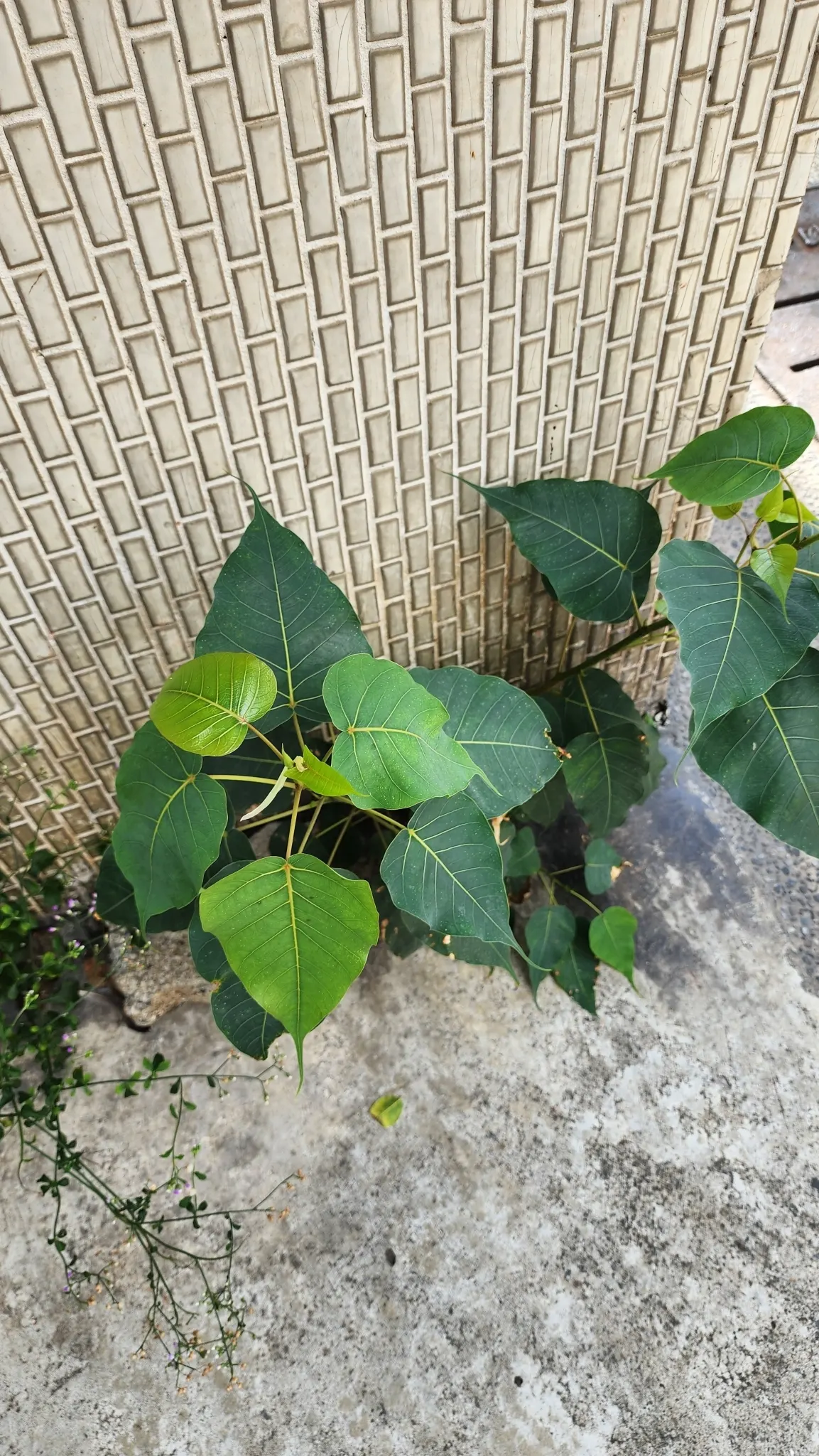 Bodhi Tree (Ficus Religiosa) — is a revered and hardy deciduous species reaching up to 100 ft tall with a crown width of 70 ft; it symbolizes enlightenment and