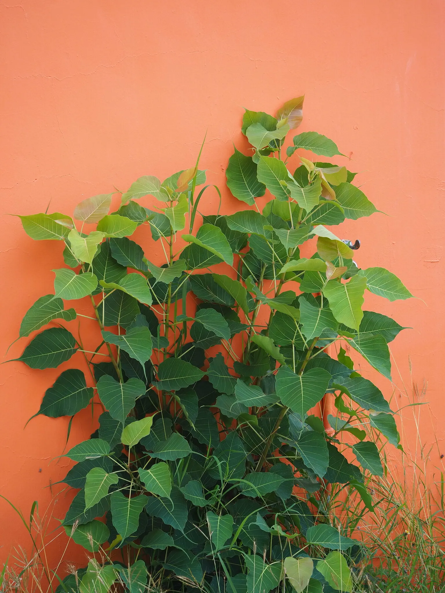 Bodhi Tree (Ficus Religiosa) — revered in various traditions as a symbol of enlightenment