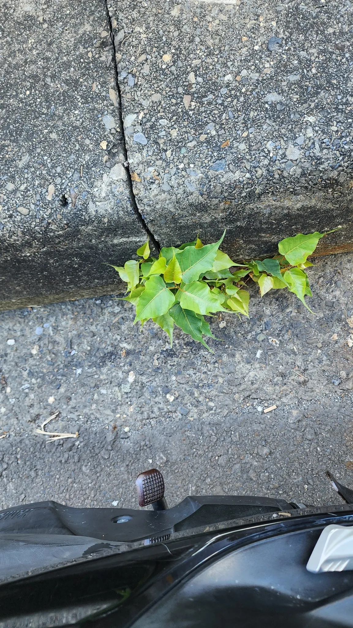 Bodhi Tree (Ficus Religiosa) — is a significant species both horticulturally and culturally; the Bodhi Tree is often planted as a focal point due, image 72