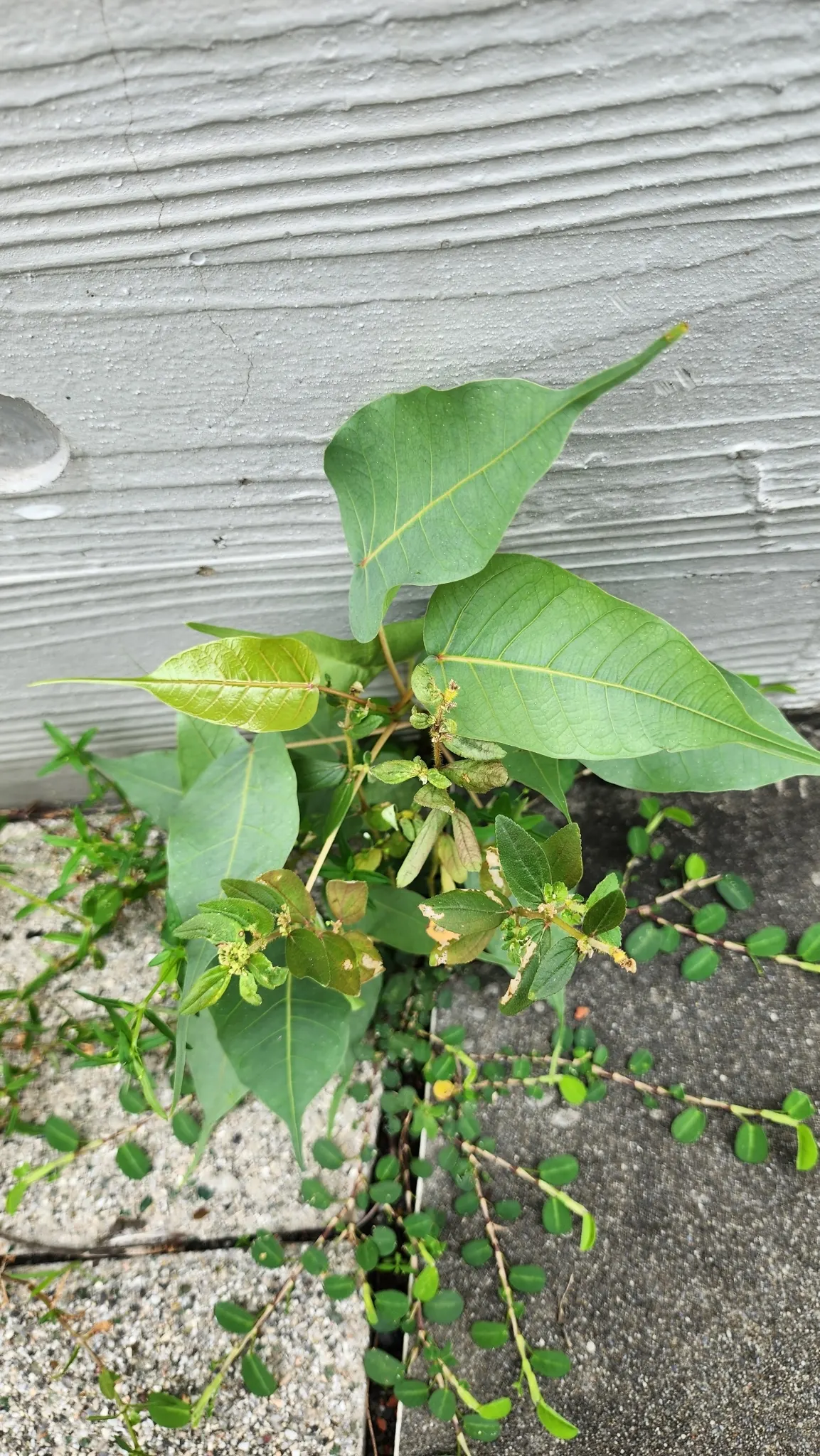 Bodhi Tree (Ficus Religiosa) — shaded area beneath.<br><br>Its smooth; tree for full or half, image 101