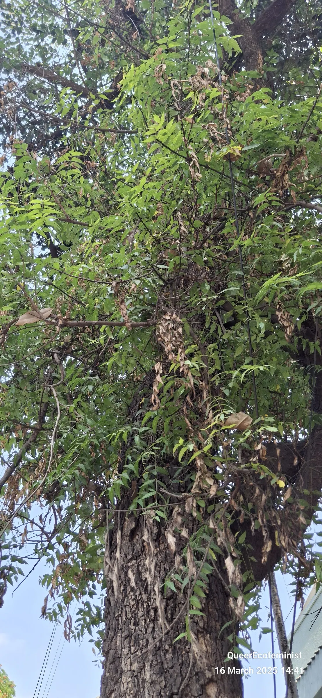 Bodhi Tree (Ficus Religiosa) — ranging from 50 to 100 feet in height with a canopy spread that can match its height; the Bodhi Tree produces small, image 100