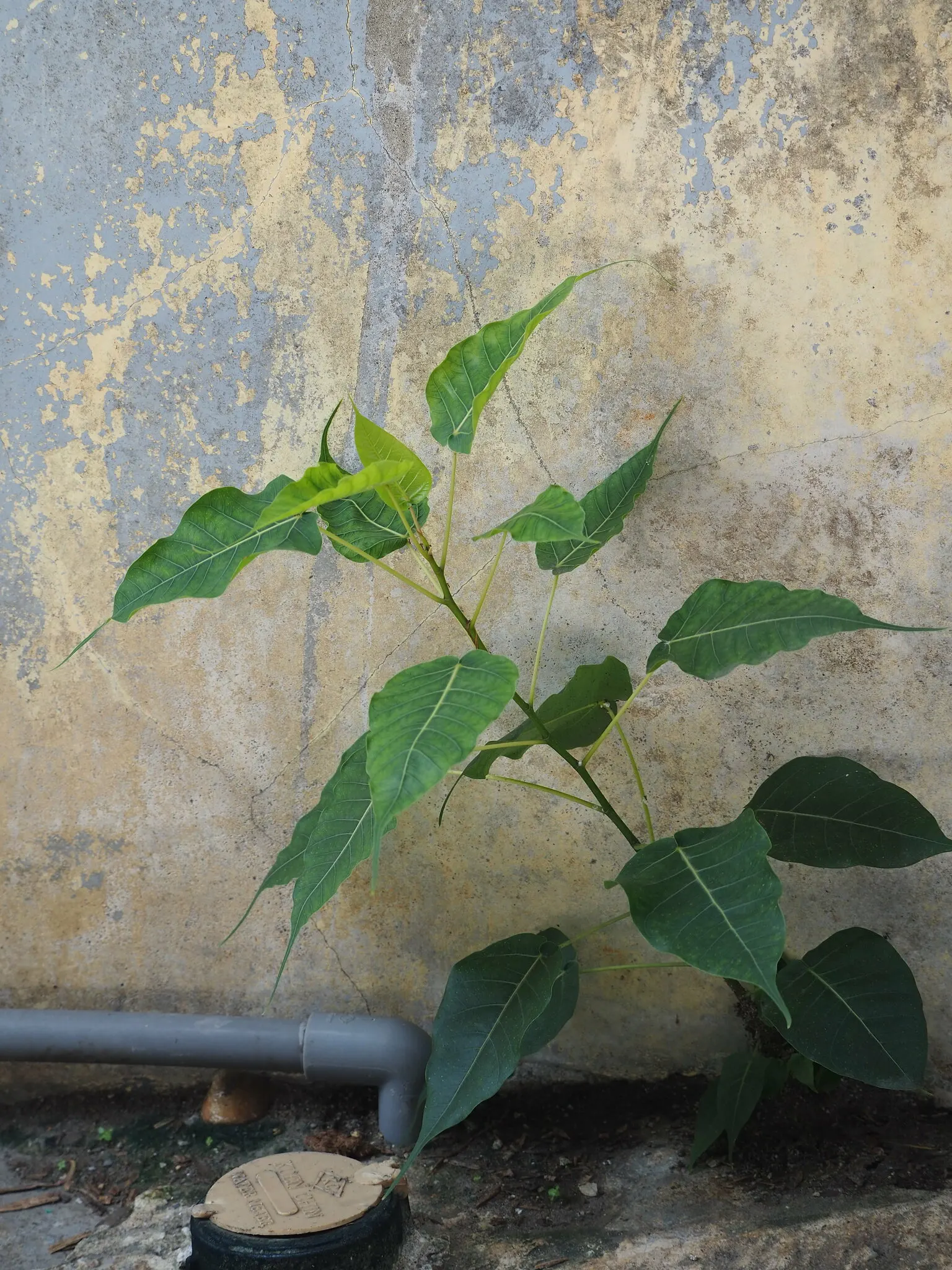 Bodhi Tree (Ficus Religiosa) — it symbolizes enlightenment and offers a tranquil focal point in spacious; preferring USDA zones 10-12, it thrives in full sun