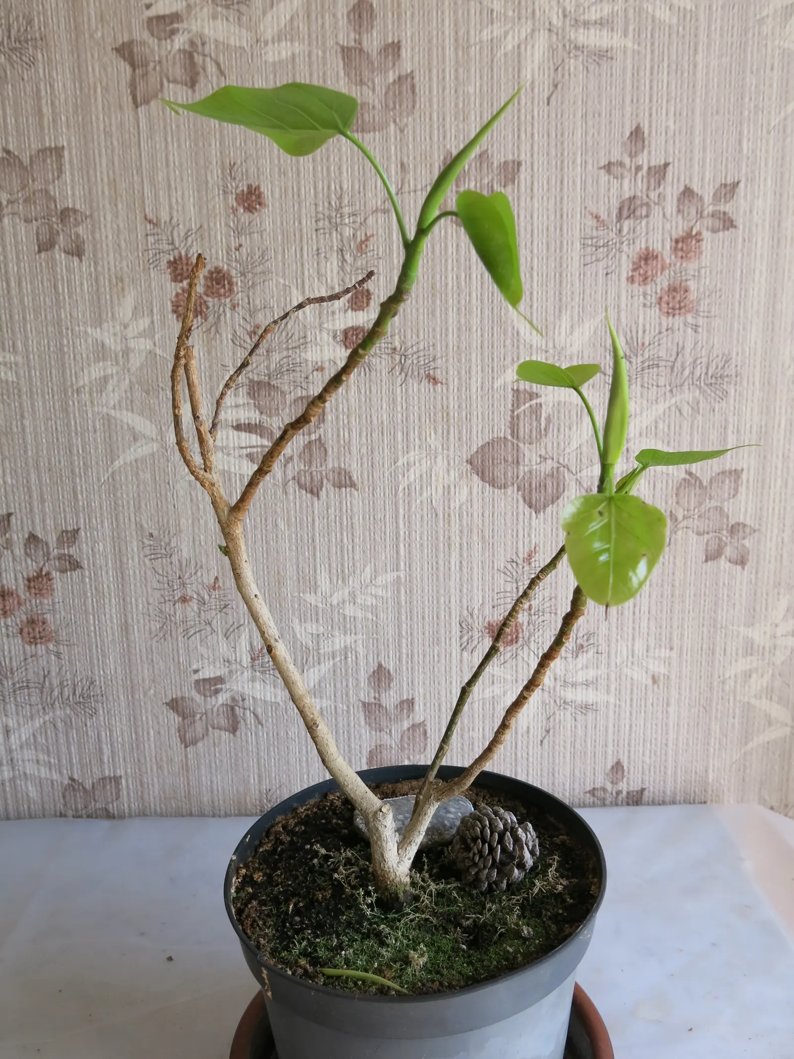 Bodhi Tree (Ficus Religiosa) — it symbolizes enlightenment and offers a tranquil focal point in spacious