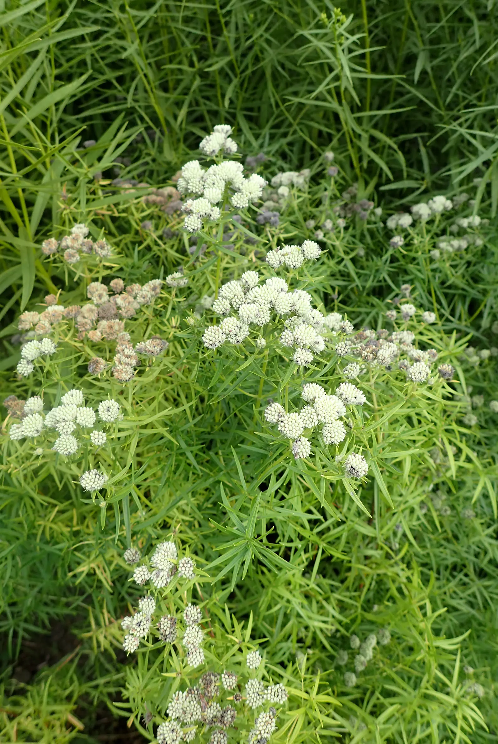 Mountain Mint (Pycnanthemum Muticum) — minty fragrance when crushed; standing up to 3 feet tall with a similar spread