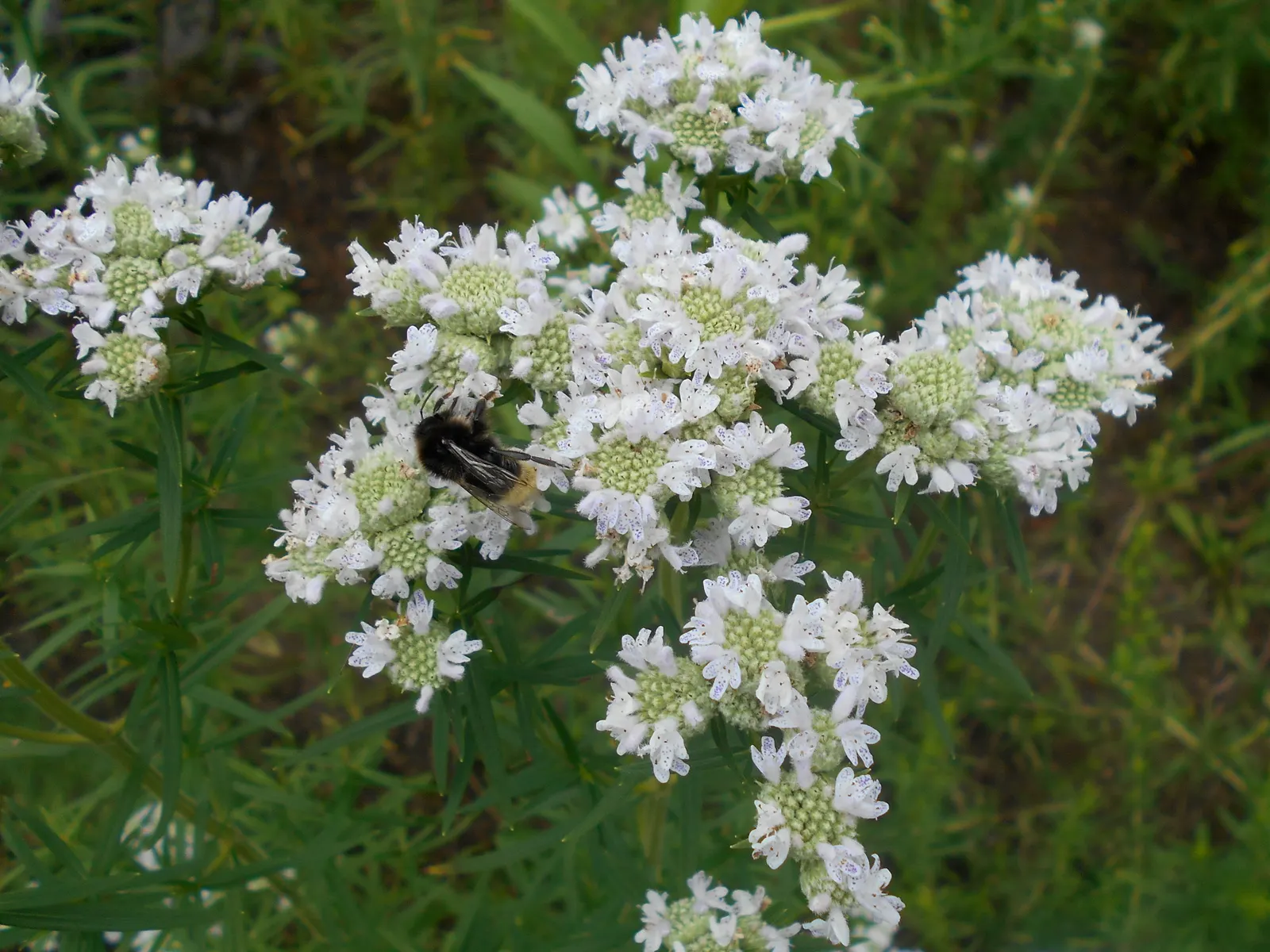 Mountain Mint (Pycnanthemum Muticum) — tightly clustered atop the foliage; pink flowers in the garden, image 118