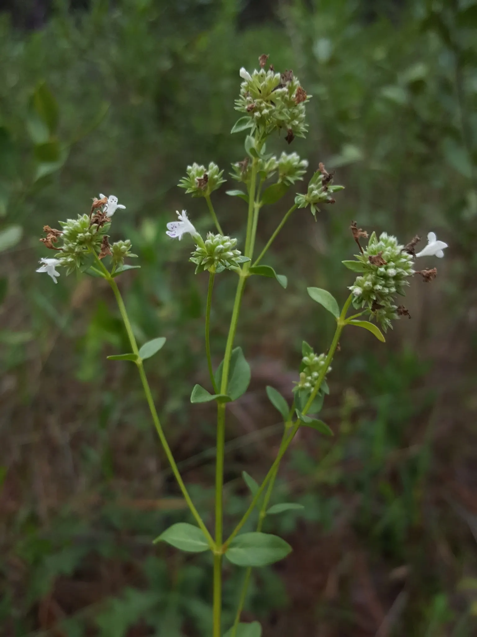 Mountain Mint (Pycnanthemum Muticum) — boasting a robust constitution capable of enduring temperatures plummeting to as low as -30&deg;F; ground, image 111