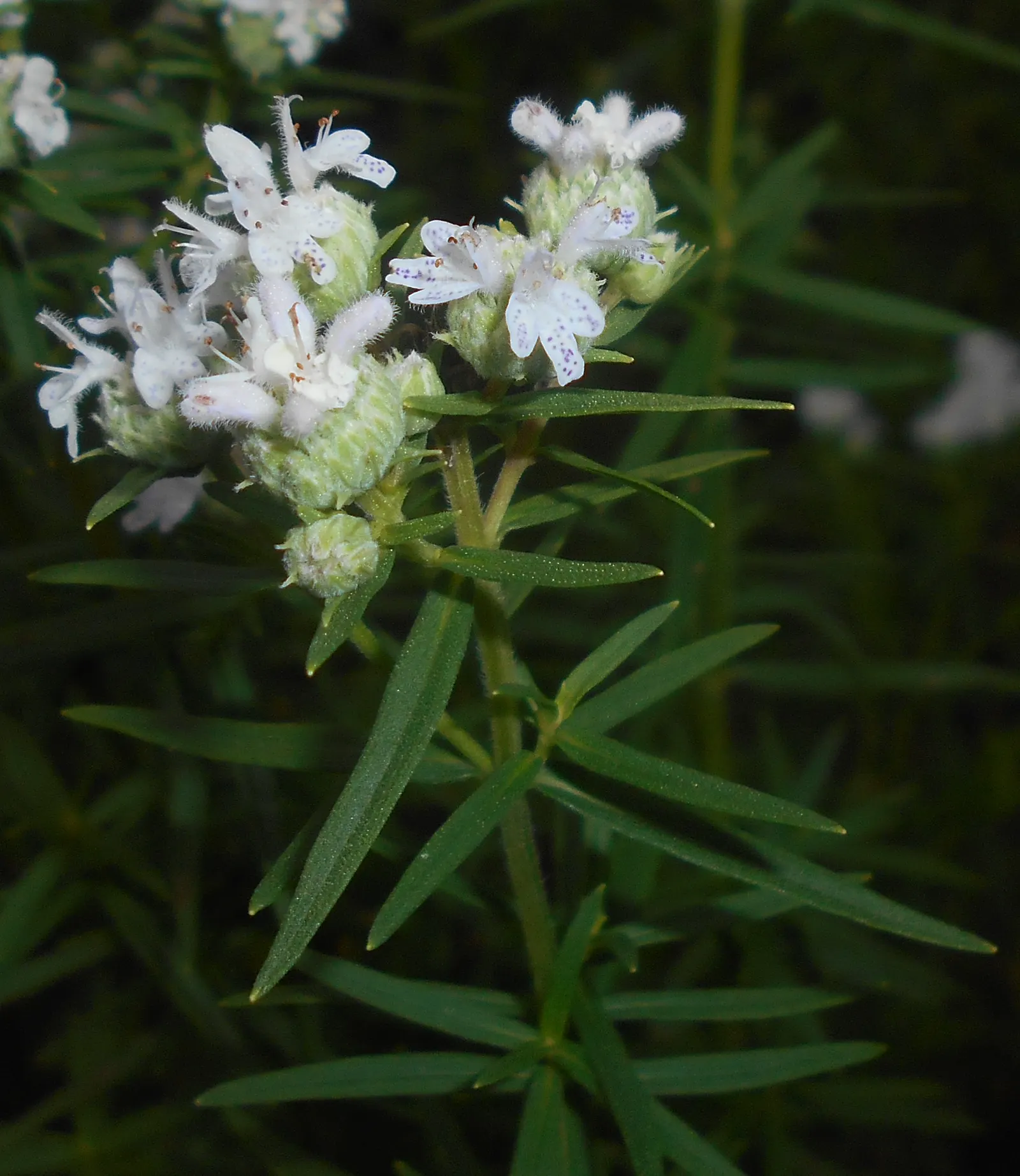Mountain Mint (Pycnanthemum Muticum) — ground cover / perennial with pink blooms; minty fragrance when crushed, image 74