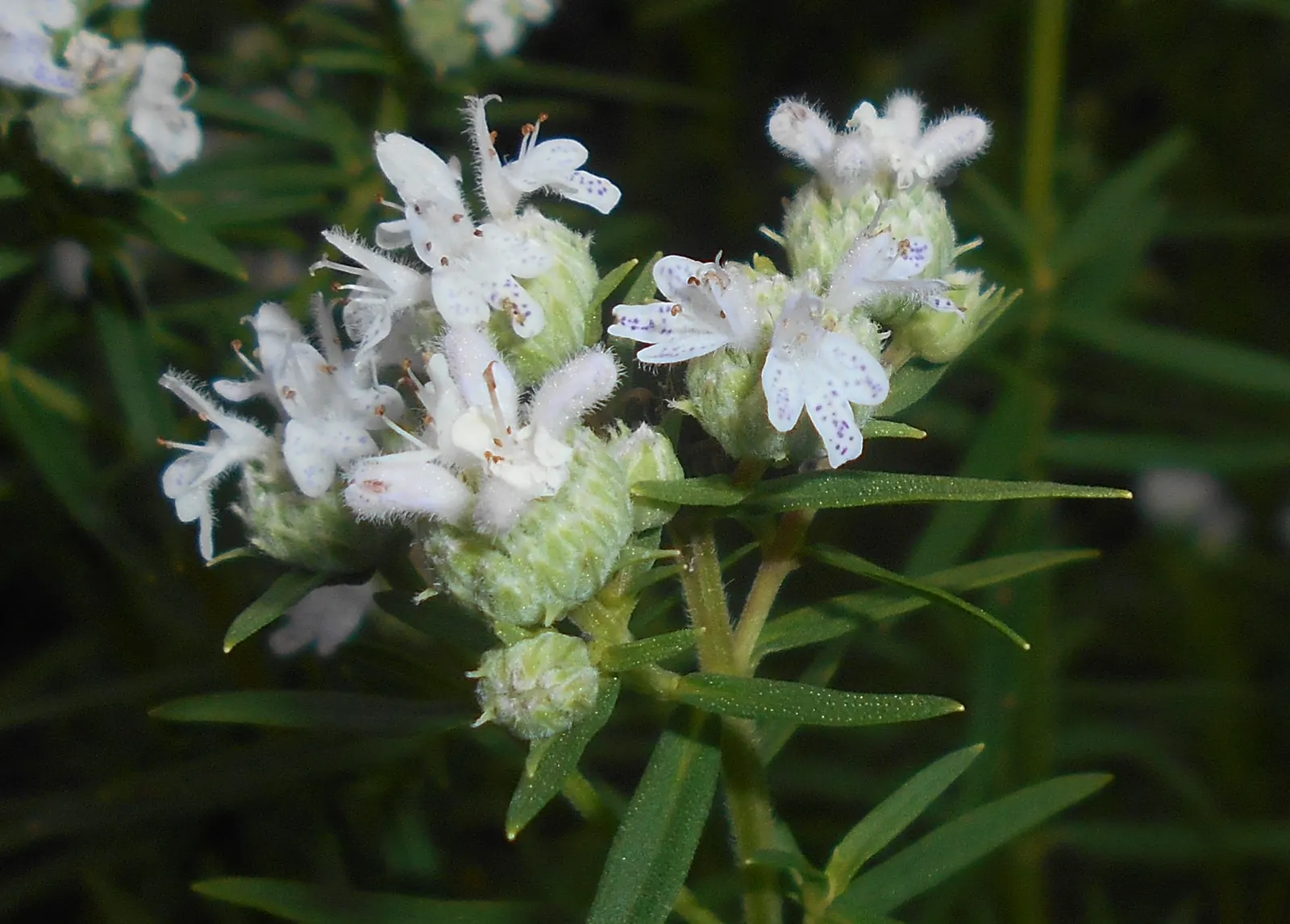 Mountain Mint (Pycnanthemum Muticum) — pink flowers in the garden; scientifically known as Pycnanthemum muticum
