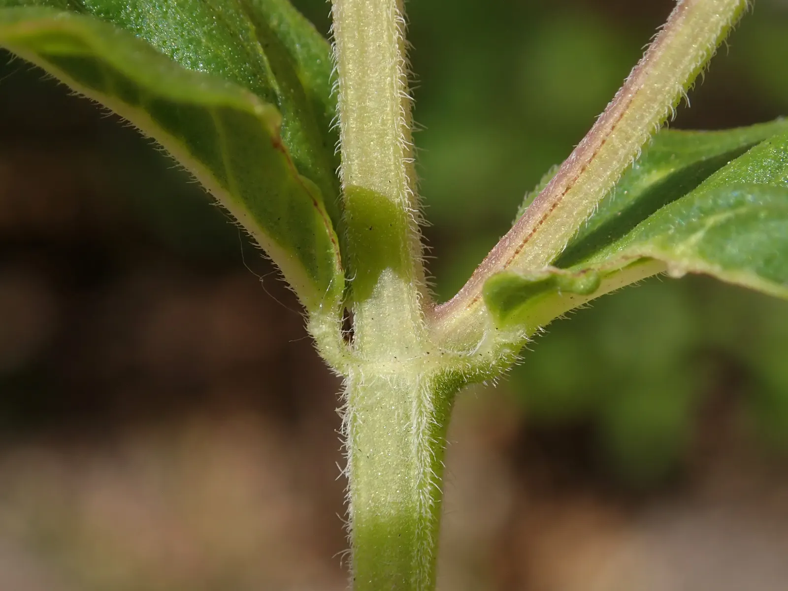 Mountain Mint (Pycnanthemum Muticum) — characterized by its silver-tinged, image 38