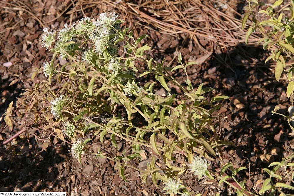 Mountain Mint (Pycnanthemum Muticum) — ground cover / perennial with pink blooms; minty fragrance when crushed