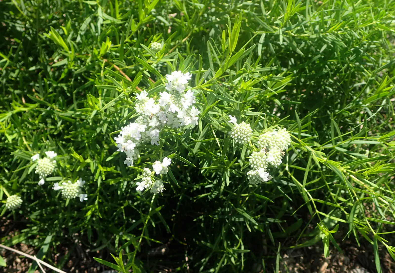 Mountain Mint (Pycnanthemum Muticum) — Ideal for naturalistic plantings and pollinator gardens; oval-shaped leaves which emit a strong, image 56