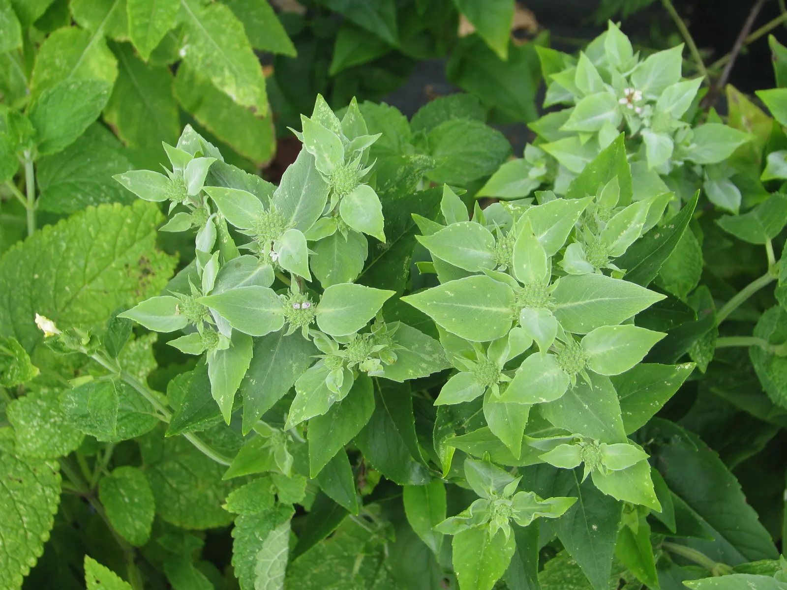 Mountain Mint (Pycnanthemum Muticum) — pale pink to lavender flowers; throughout mid-summer to early fall, image 117