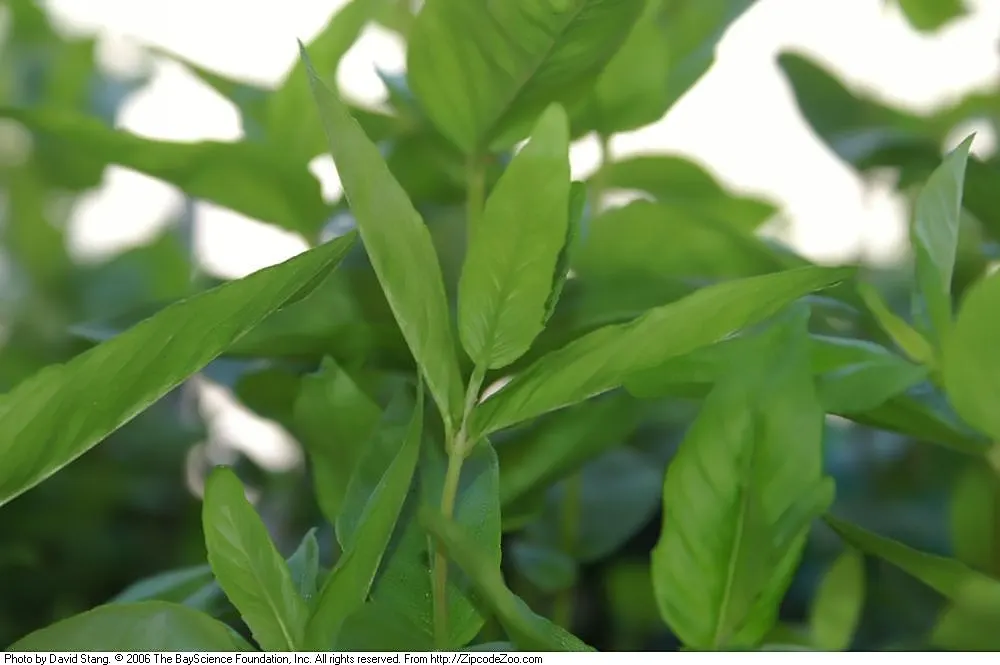 Mountain Mint (Pycnanthemum Muticum) — An added benefit of this plant is its deer resistance; this plant generally reaches a stature of 2 to 3 feet, image 95