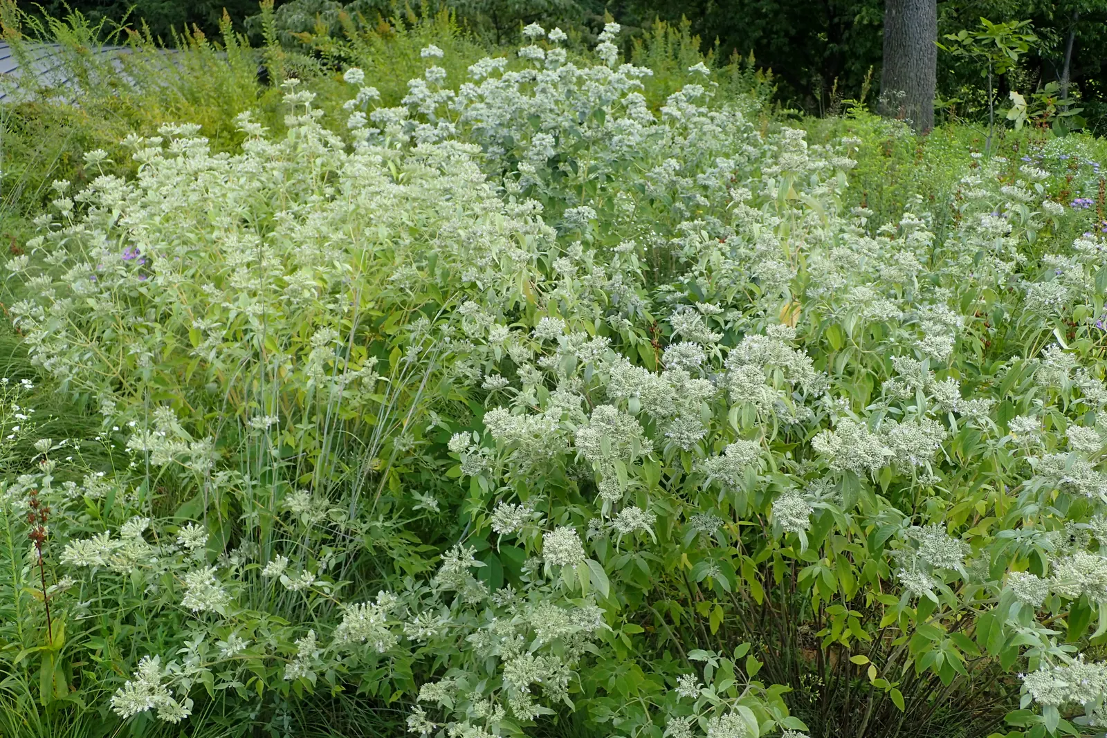 Mountain Mint (Pycnanthemum Muticum) — scientifically known as Pycnanthemum muticum; silver-green foliage and tight clusters of tiny
