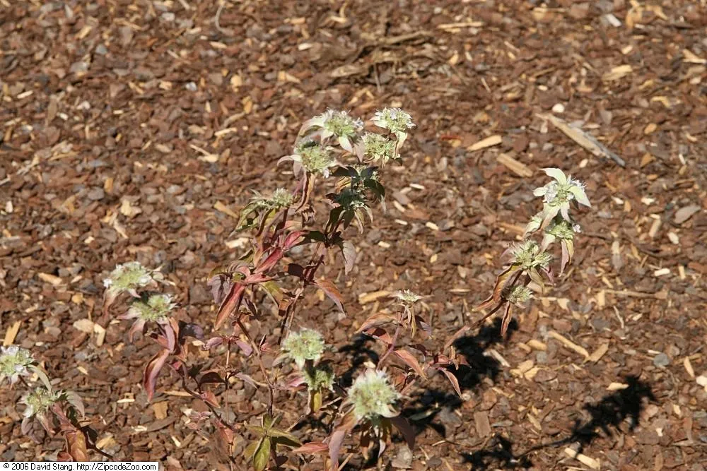 Mountain Mint (Pycnanthemum Muticum) — Ideal for naturalistic plantings and pollinator gardens; oval-shaped leaves which emit a strong, image 106