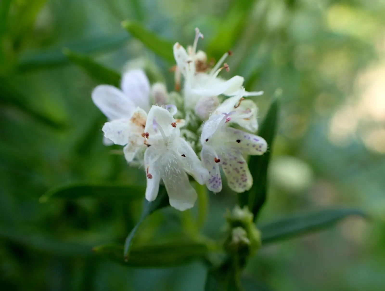 Mountain Mint (Pycnanthemum Muticum) — pink flowers in the garden