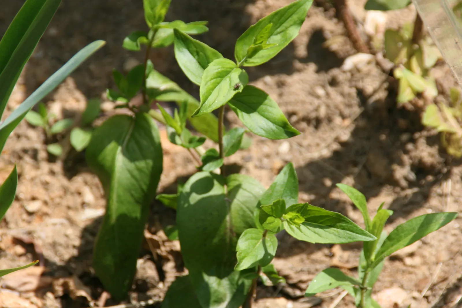 Mountain Mint (Pycnanthemum Muticum) — ground cover / perennial with pink blooms