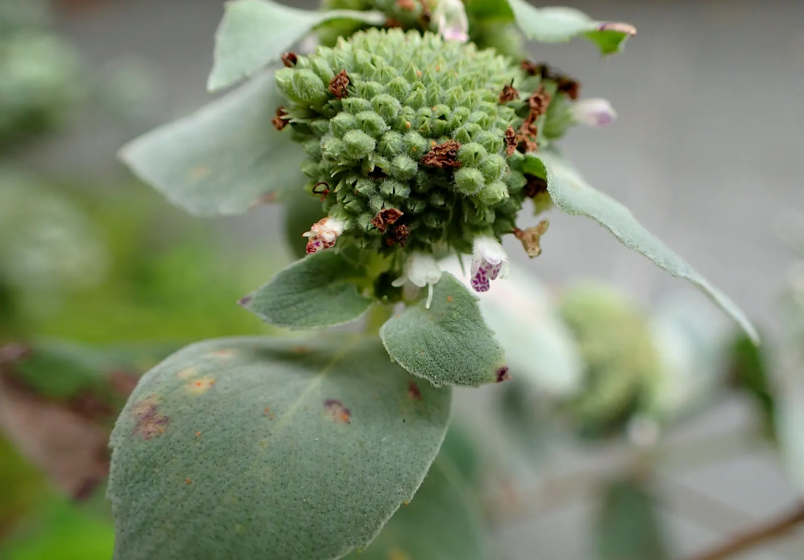 Mountain Mint (Pycnanthemum Muticum) — Throughout mid-summer to early fall; native to the United States, image 91