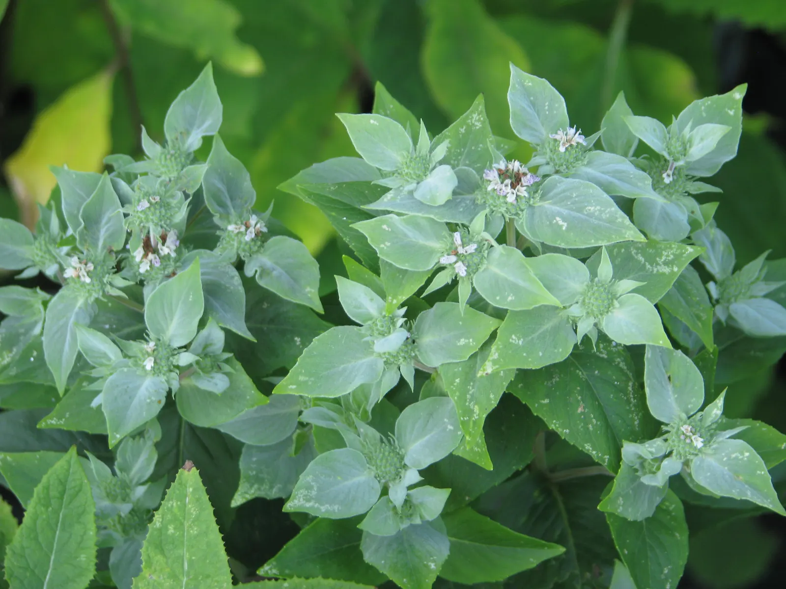 Mountain Mint (Pycnanthemum Muticum) — An added benefit of this plant is its deer resistance; this plant generally reaches a stature of 2 to 3 feet, image 120