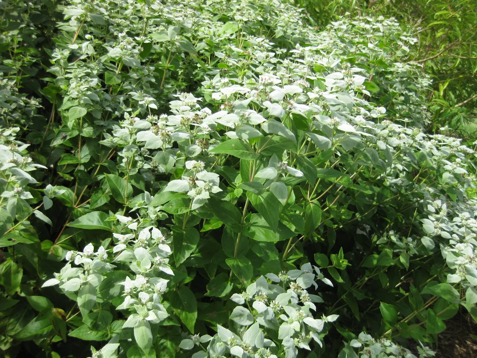 Mountain Mint (Pycnanthemum Muticum) — boasting a robust constitution capable of enduring temperatures plummeting to as low as -30&deg;F