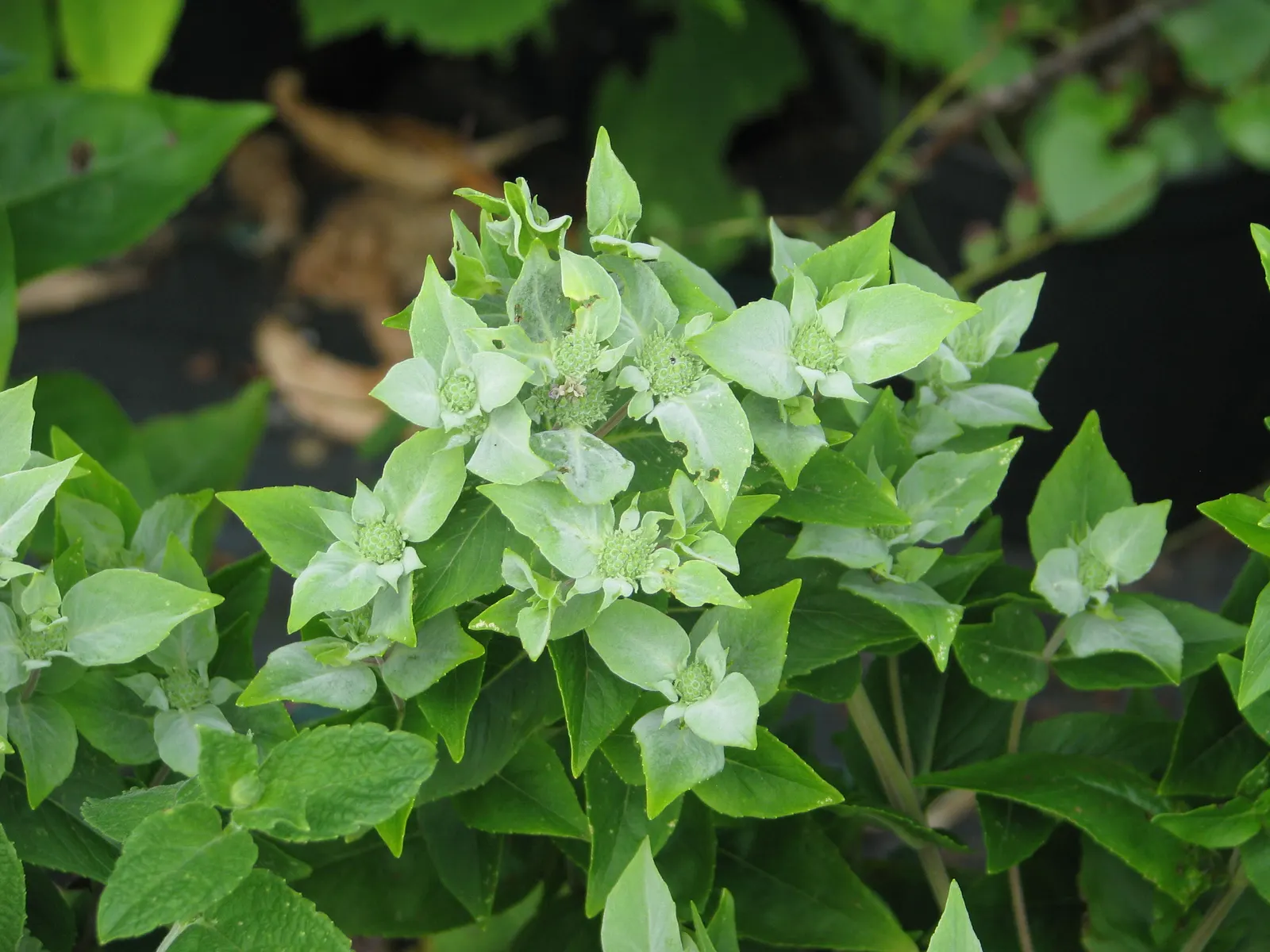 Mountain Mint (Pycnanthemum Muticum) — ground cover / perennial with pink blooms; minty fragrance when crushed, image 99