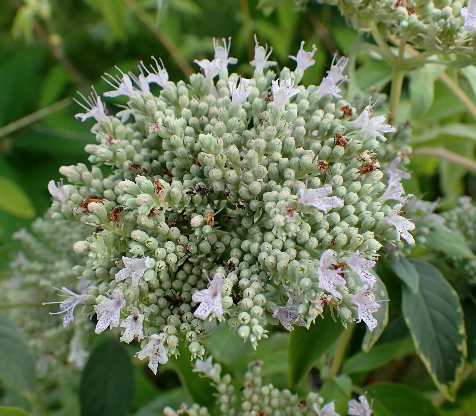 Mountain Mint (Pycnanthemum Muticum) — This hardy plant thrives in USDA zones 4-8, preferring full sun to part shade and well-drained soils; it is, image 105