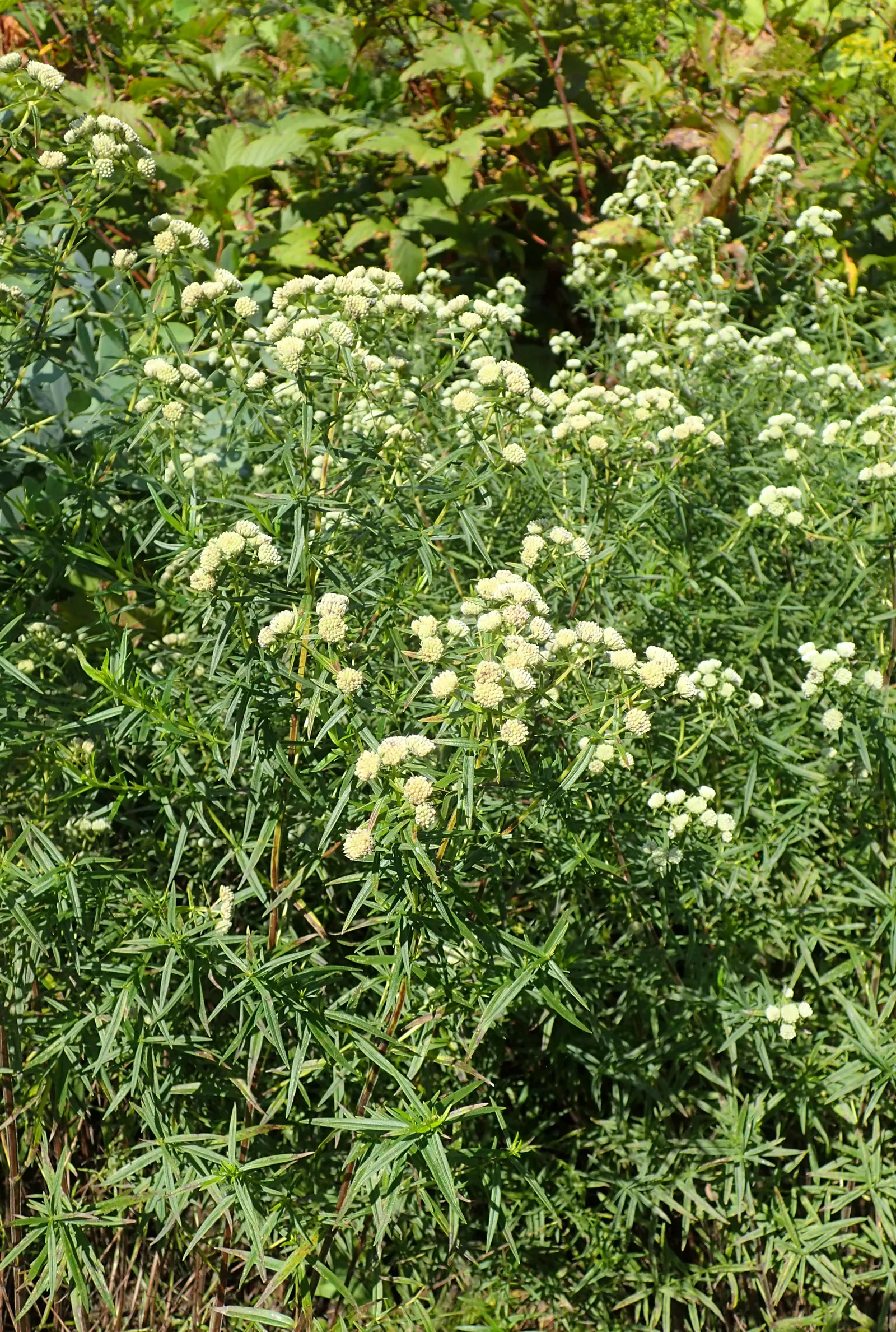 Mountain Mint (Pycnanthemum Muticum) — minty fragrance when crushed; standing up to 3 feet tall with a similar spread, image 115