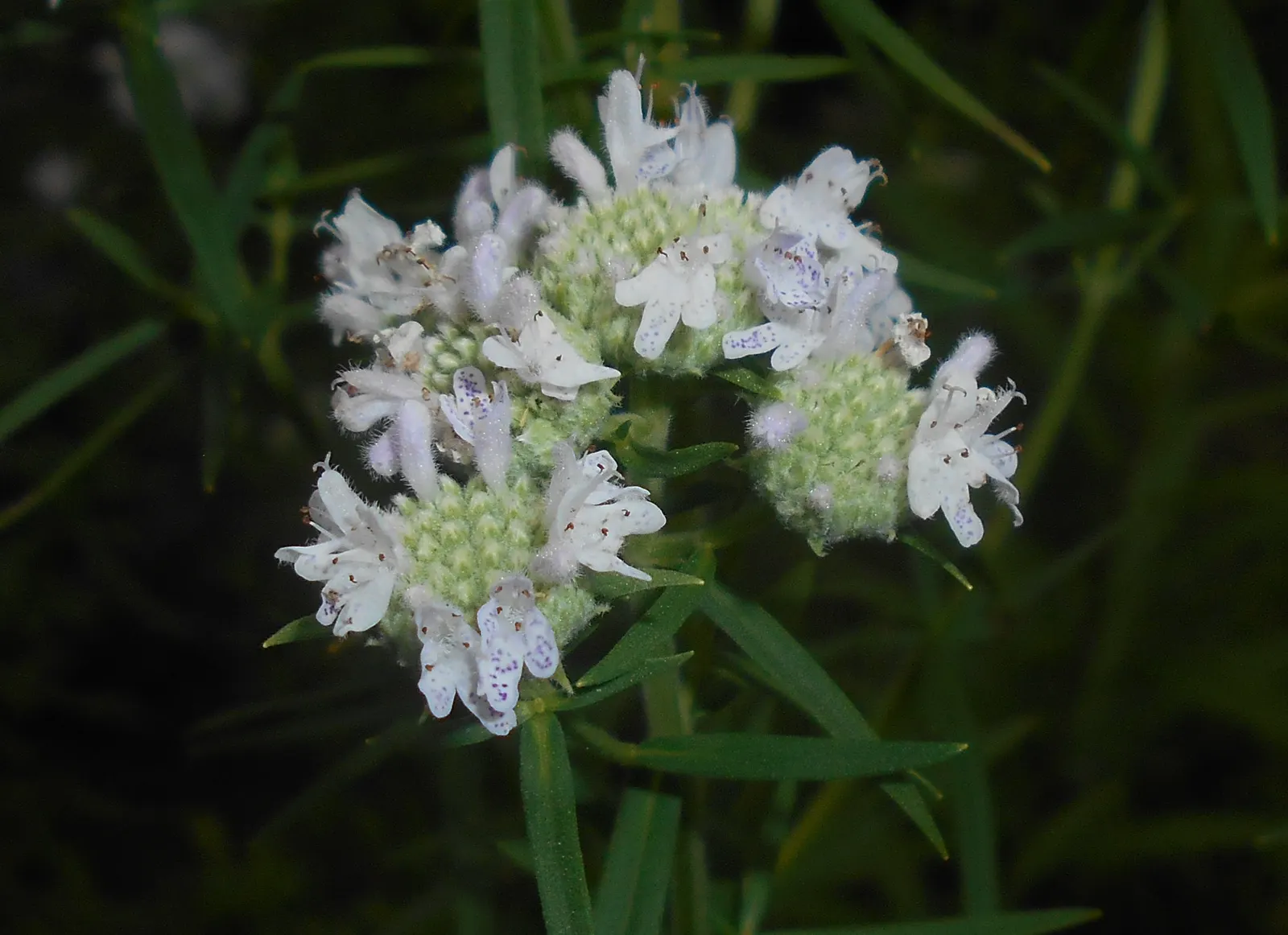 Mountain Mint (Pycnanthemum Muticum) — characterized by its silver-tinged, image 63