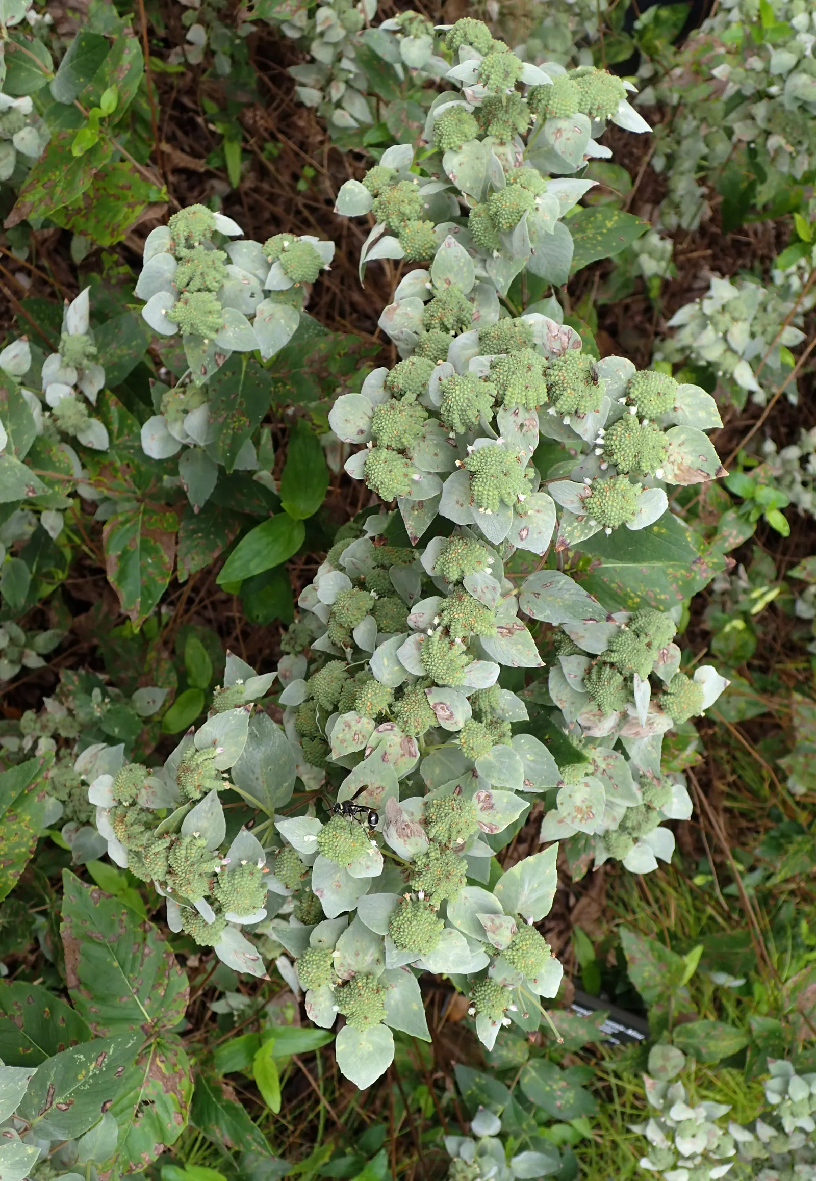 Mountain Mint (Pycnanthemum Muticum) — oval-shaped leaves which emit a strong