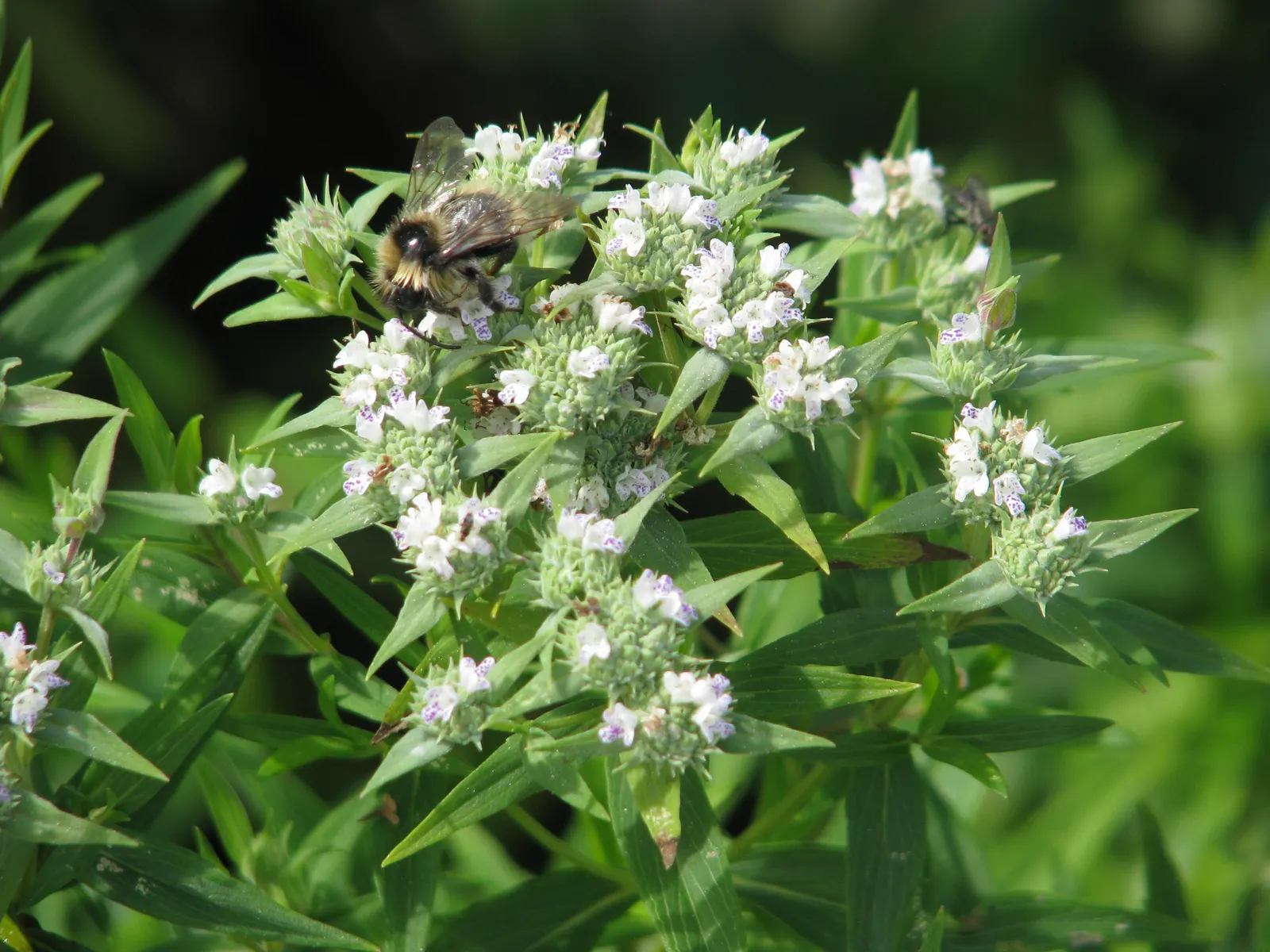 Mountain Mint (Pycnanthemum Muticum) — tightly clustered atop the foliage; pink flowers in the garden, image 68