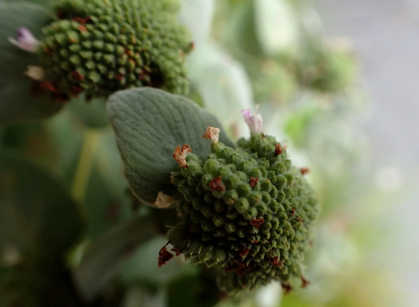Mountain Mint (Pycnanthemum Muticum) — This plant generally reaches a stature of 2 to 3 feet tall with a spread of up to 2.5 feet; ideal for, image 62