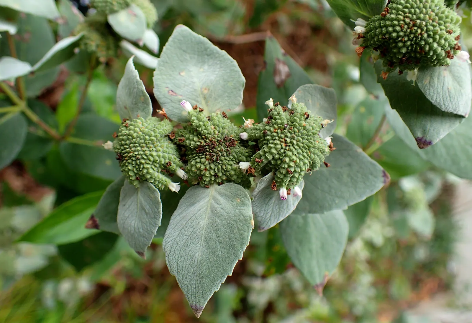 Mountain Mint (Pycnanthemum Muticum) — lavender flowers excel at attracting pollinators; ground cover / perennial for deep shade or half or shade, image 129