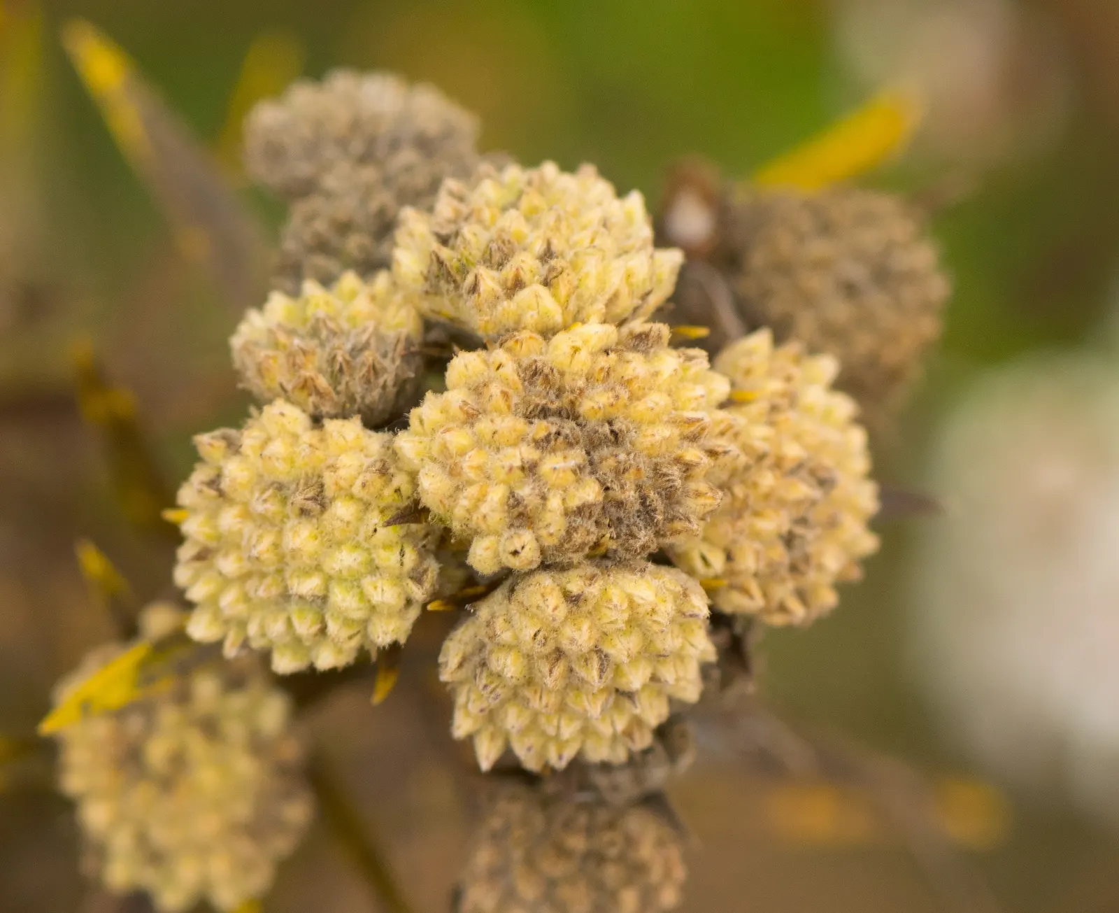 Mountain Mint (Pycnanthemum Muticum) — Mountain Mint (Pycnanthemum muticum) is a robust; lavender flowers excel at attracting pollinators, image 126