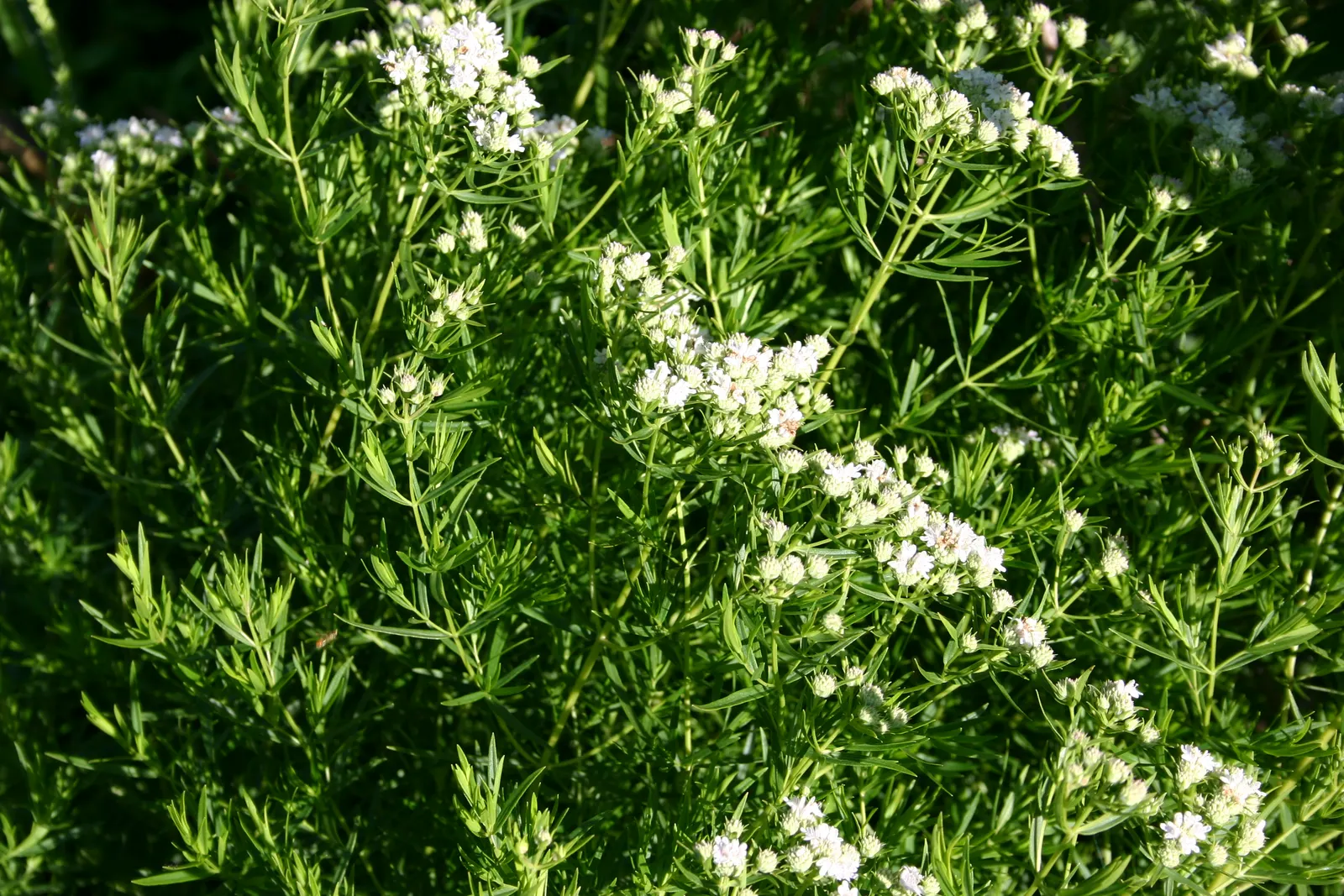 Mountain Mint (Pycnanthemum Muticum) — pink flowers in the garden; scientifically known as Pycnanthemum muticum, image 73