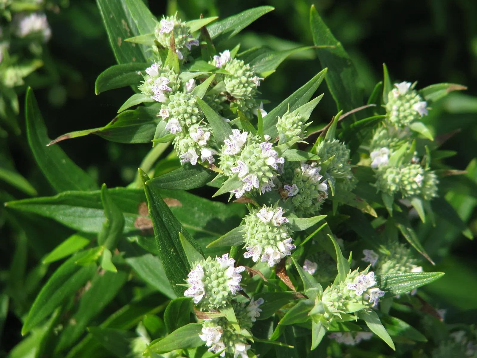 Mountain Mint (Pycnanthemum Muticum) — An added benefit of this plant is its deer resistance; this plant generally reaches a stature of 2 to 3 feet, image 70