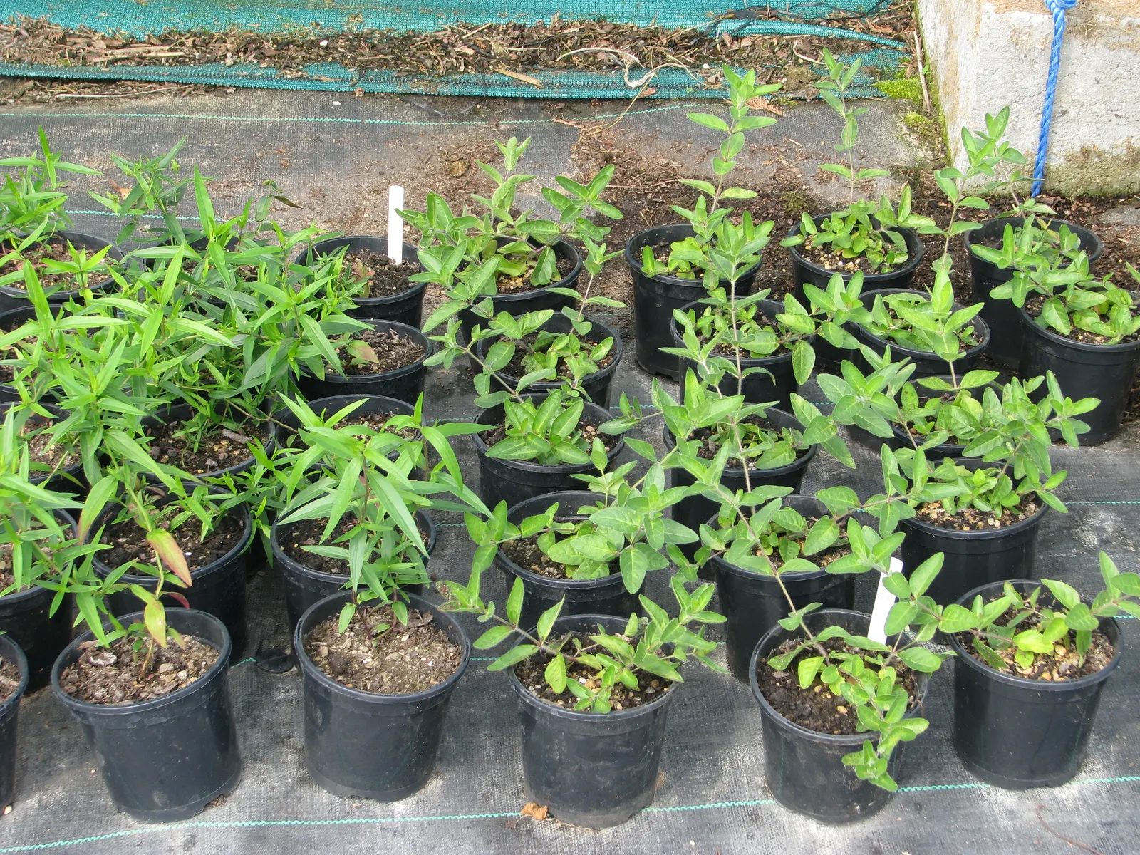 Mountain Mint (Pycnanthemum Muticum) — scientifically known as Pycnanthemum muticum; silver-green foliage and tight clusters of tiny, image 58