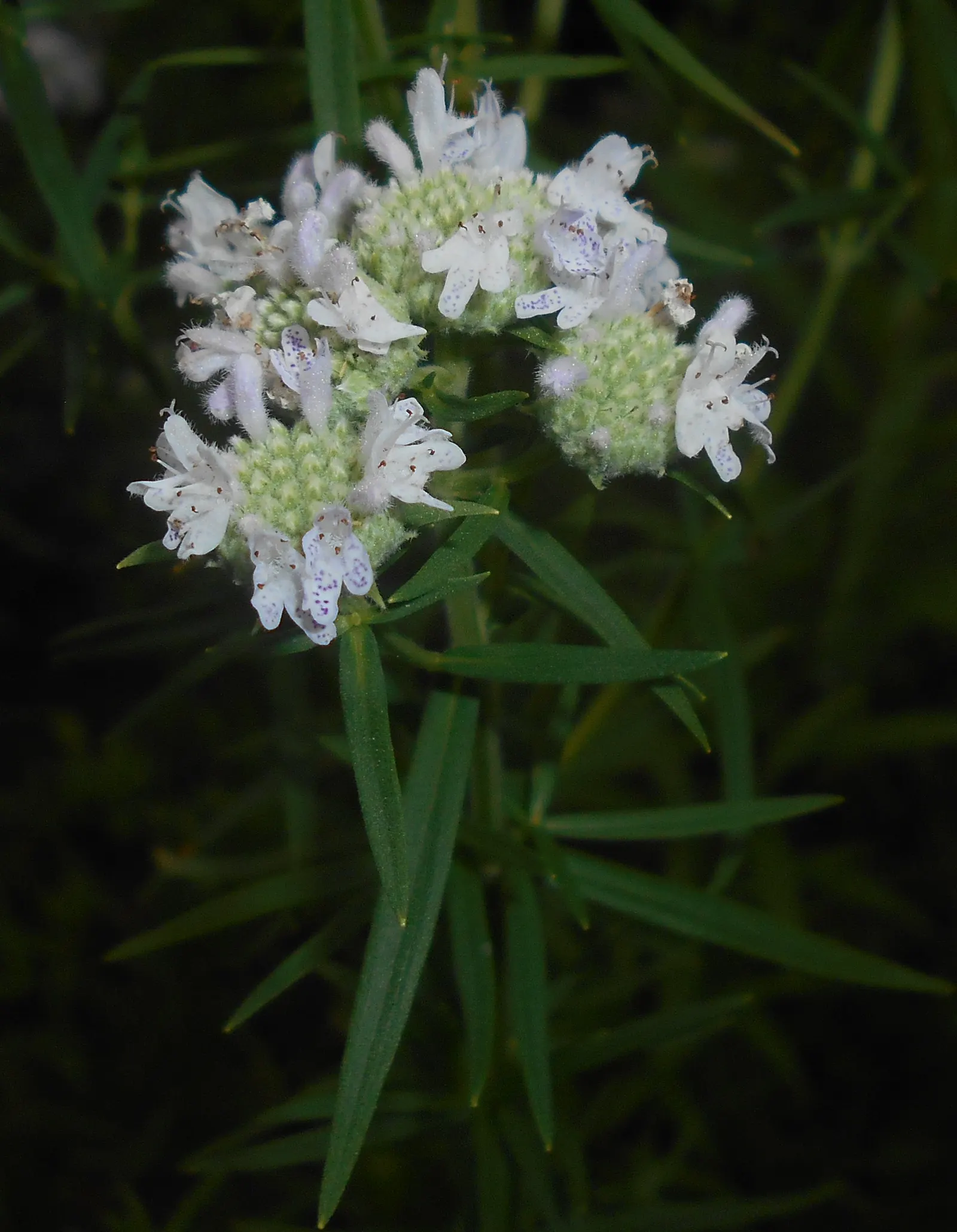 Mountain Mint (Pycnanthemum Muticum) — oval-shaped leaves which emit a strong; an added benefit of this plant is its deer resistance, image 89