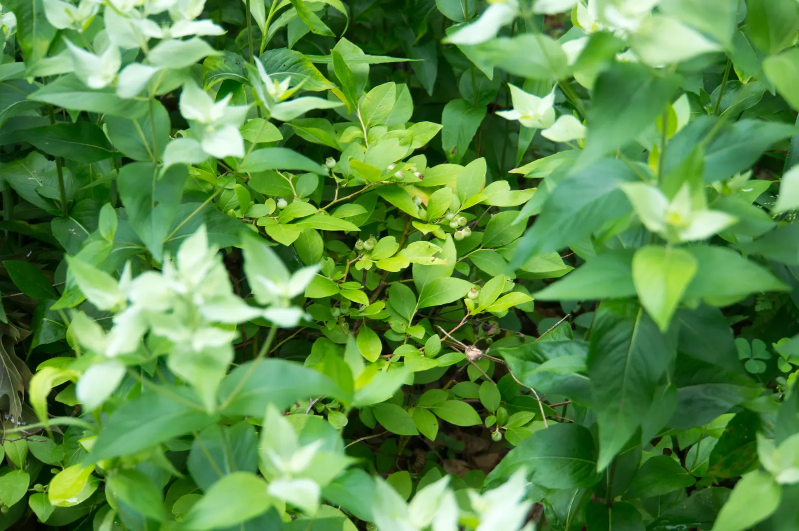 Mountain Mint (Pycnanthemum Muticum) — pink flowers in the garden; scientifically known as Pycnanthemum muticum, image 123