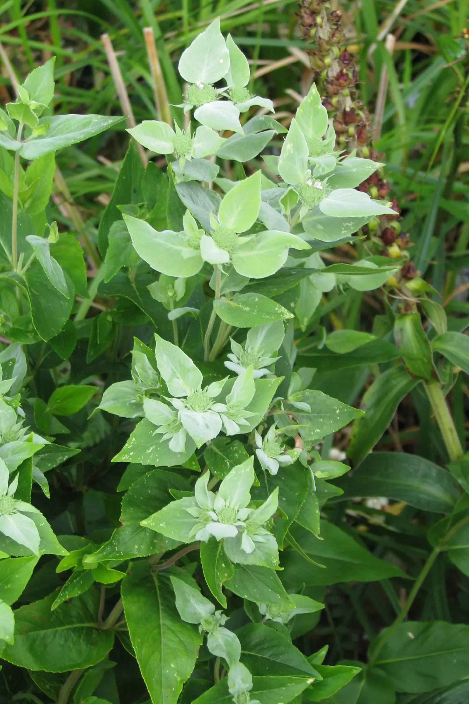Mountain Mint (Pycnanthemum Muticum) — silver-green foliage and tight clusters of tiny; tightly clustered atop the foliage, image 128