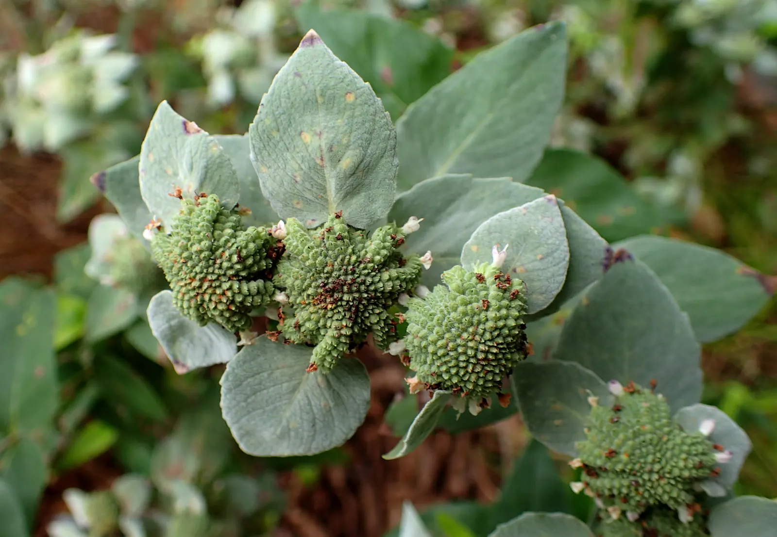 Mountain Mint (Pycnanthemum Muticum) — silver-green foliage and tight clusters of tiny