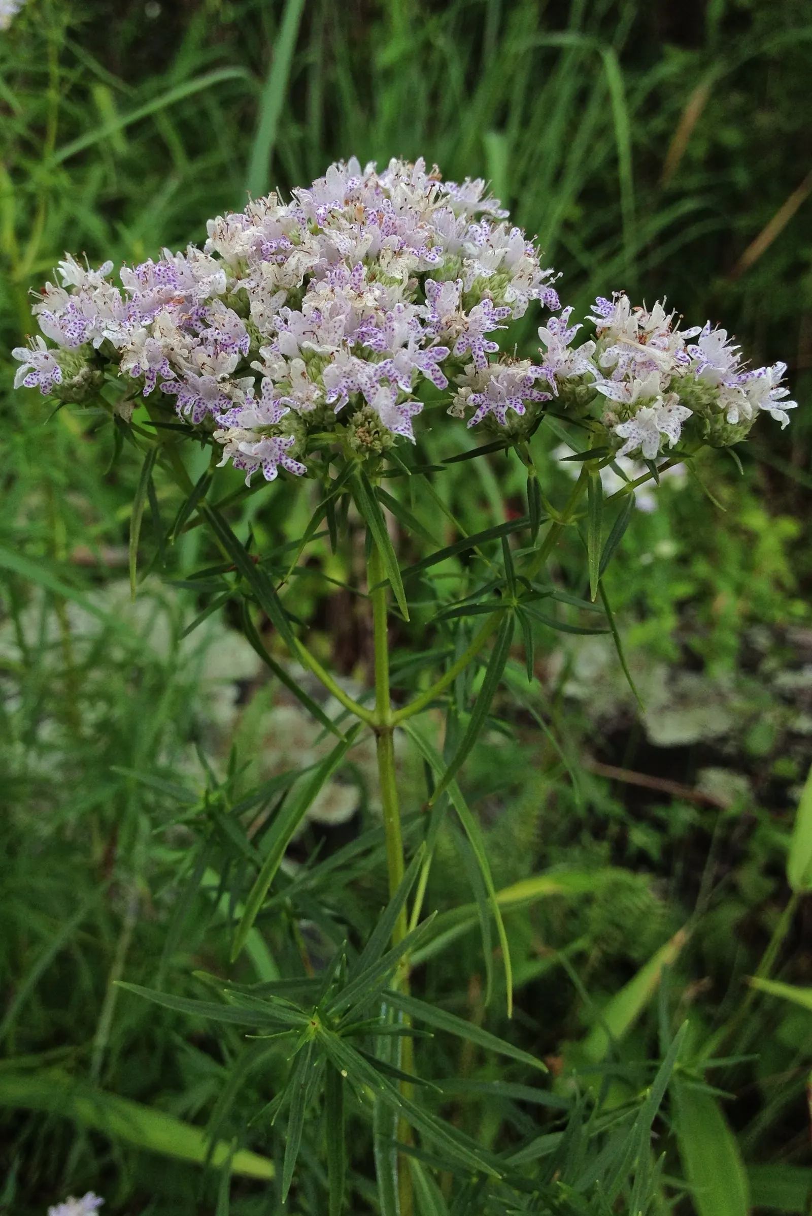 Mountain Mint (Pycnanthemum Muticum) — characterized by its silver-tinged