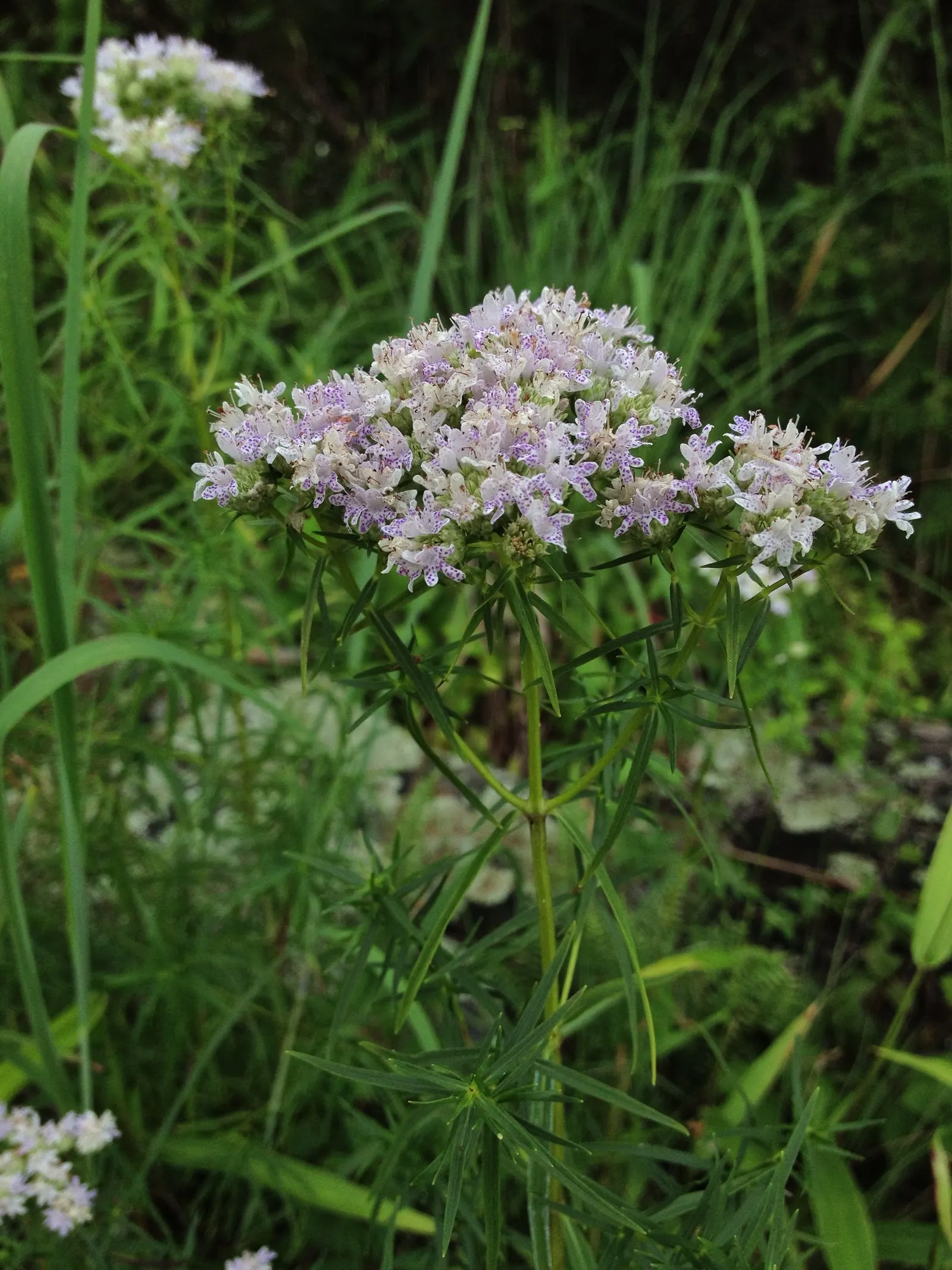 Mountain Mint (Pycnanthemum Muticum) — Ideal for naturalistic plantings and pollinator gardens; oval-shaped leaves which emit a strong, image 81