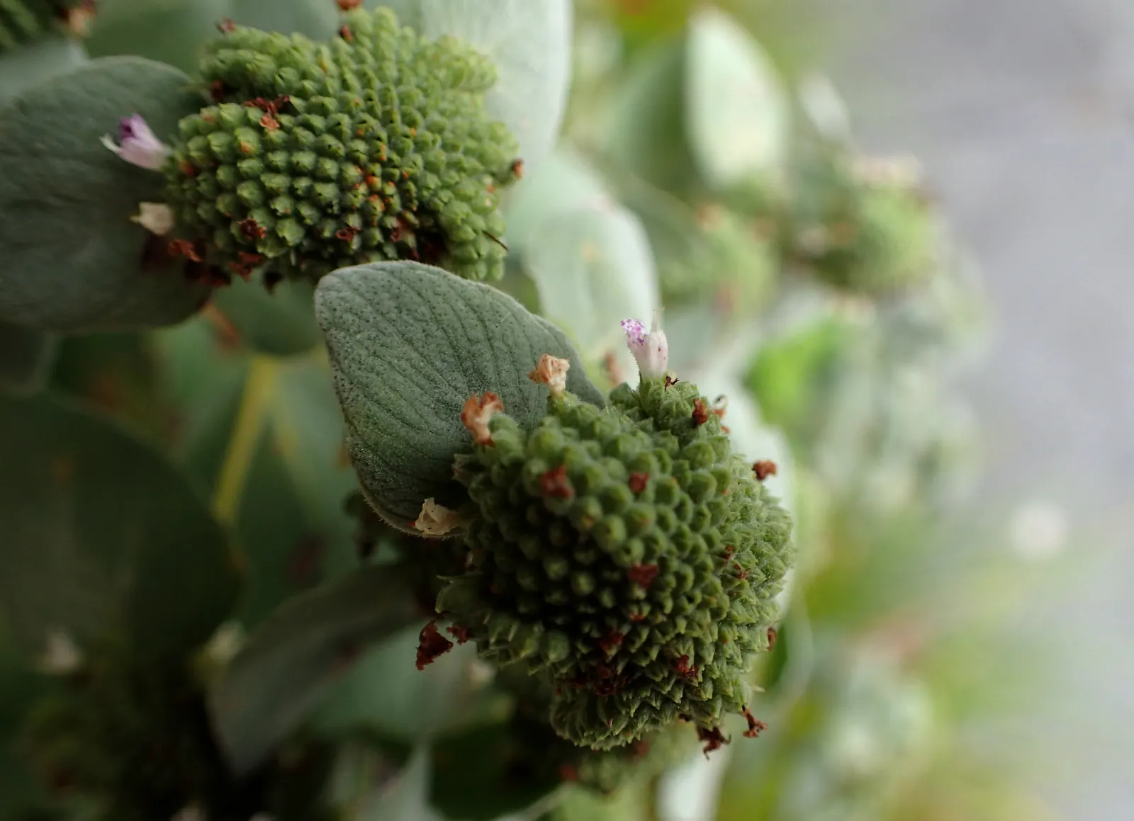 Mountain Mint (Pycnanthemum Muticum) — it is deer-resistant and requires minimal maintenance once established; making it an excellent choice for, image 57