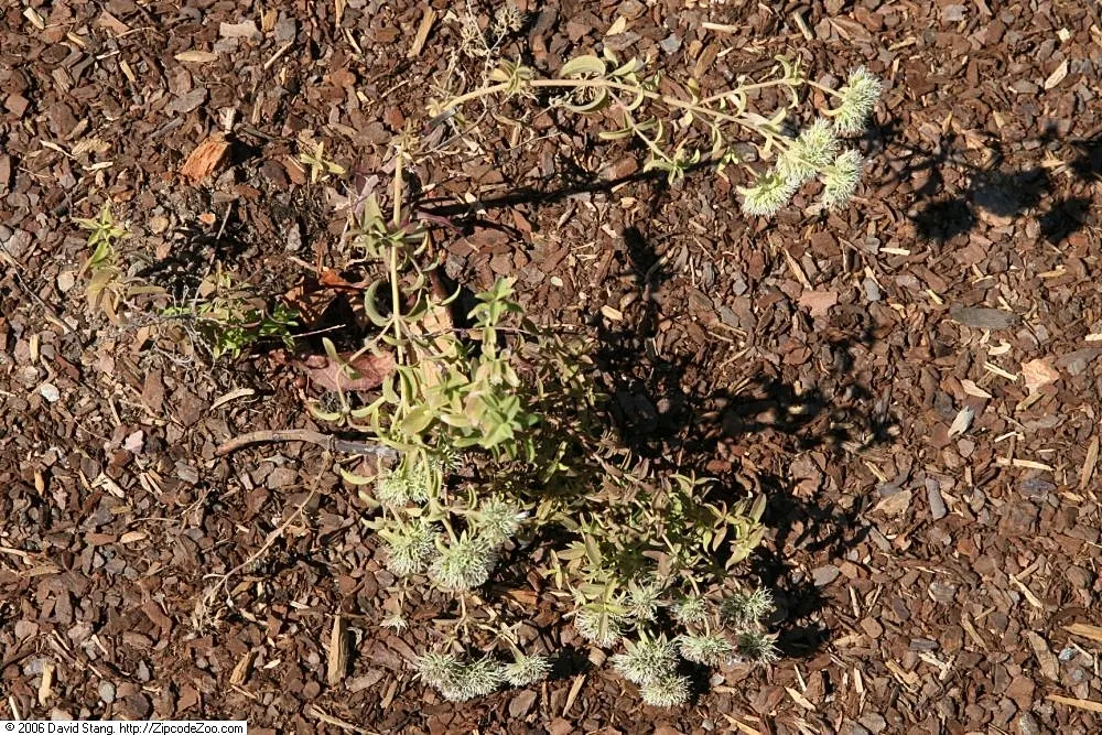 Mountain Mint (Pycnanthemum Muticum) — Regular trimming can help maintain its shape and encourage denser growth; mountain Mint (Pycnanthemum, image 72